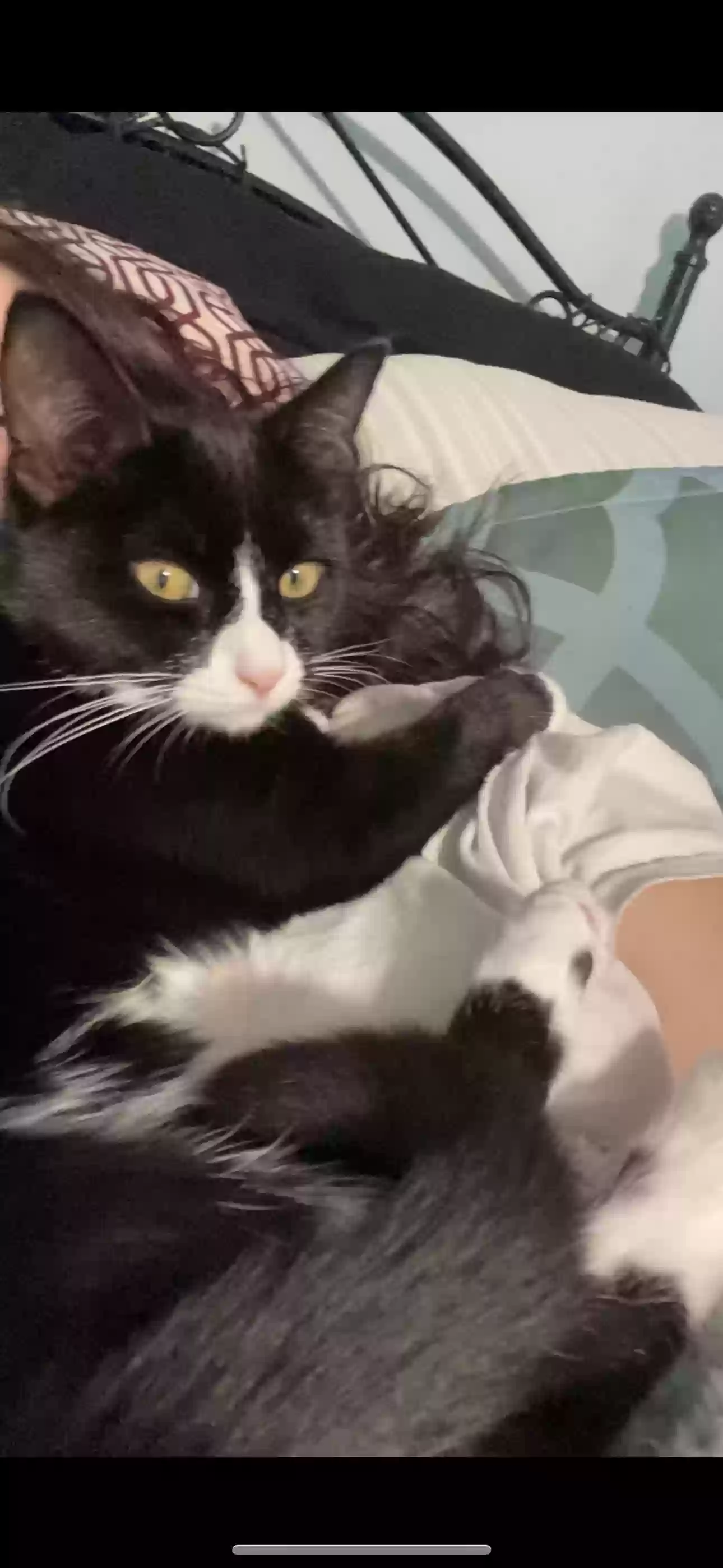 Lost cat in Manchester, NH, 3103
