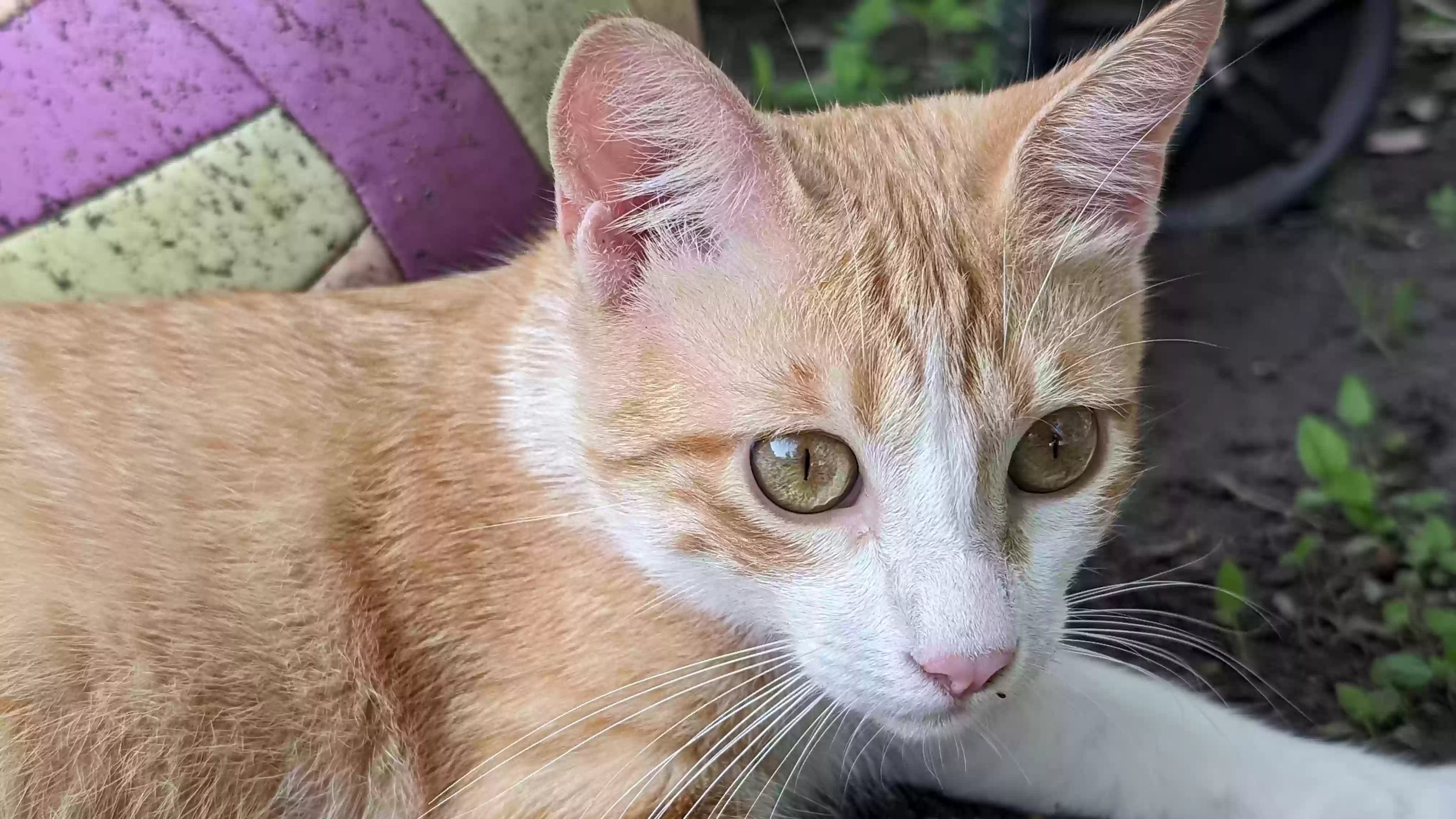 Lost cat in Taylor, TX, 76574