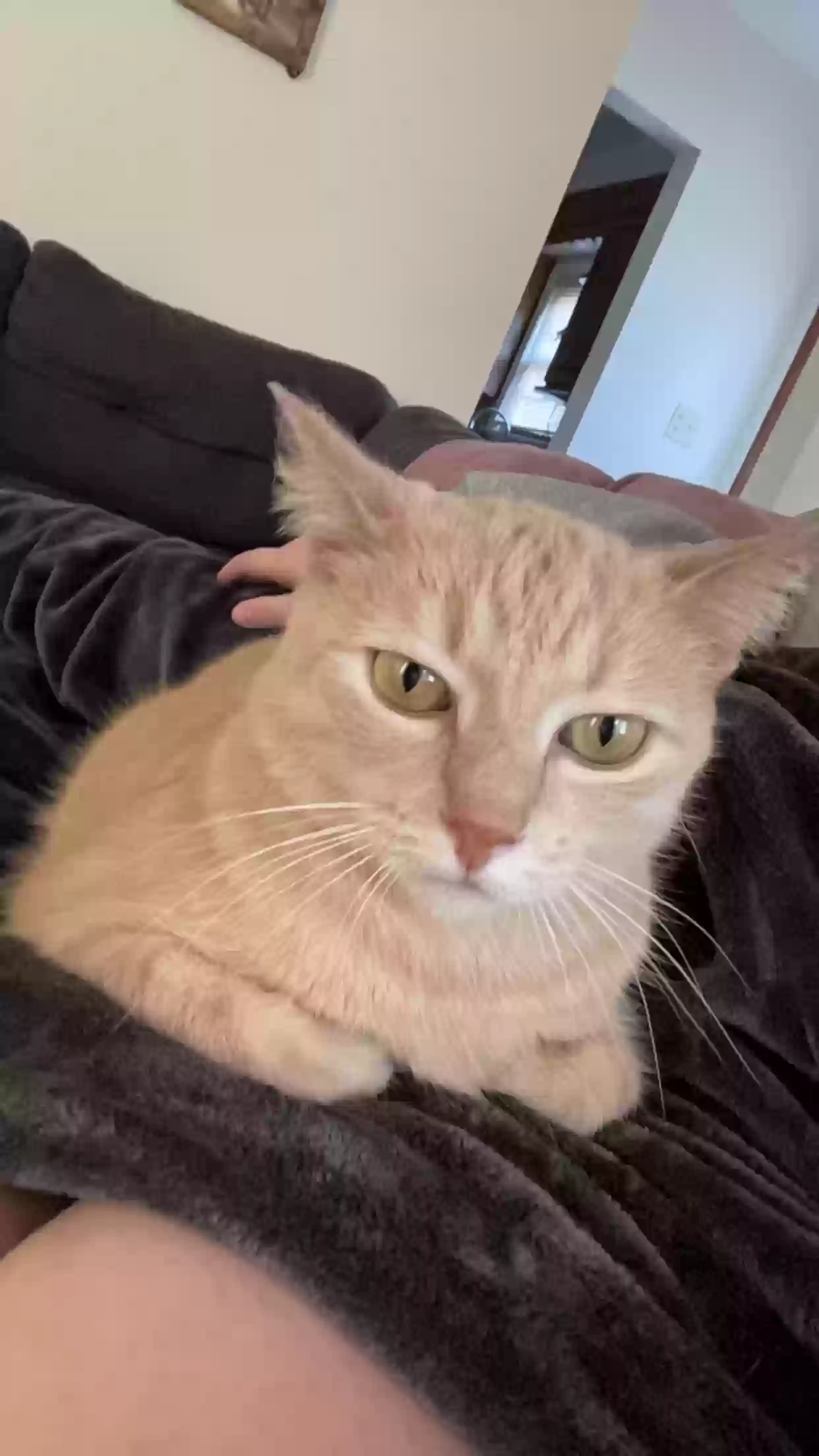 Lost cat in Alliance, OH, 44601