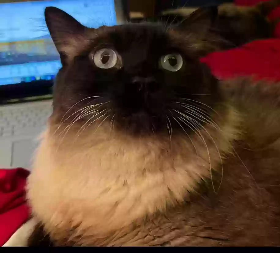 Lost cat in Tacoma, WA, 98445