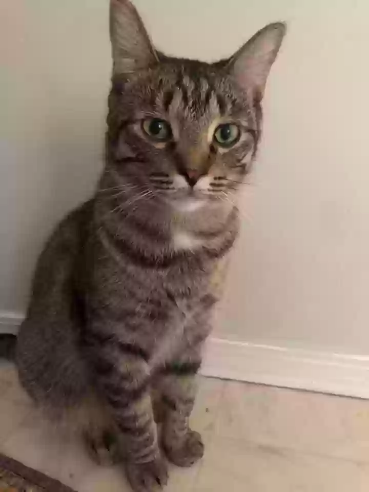 Lost cat in Ypsilanti, MI, 48197