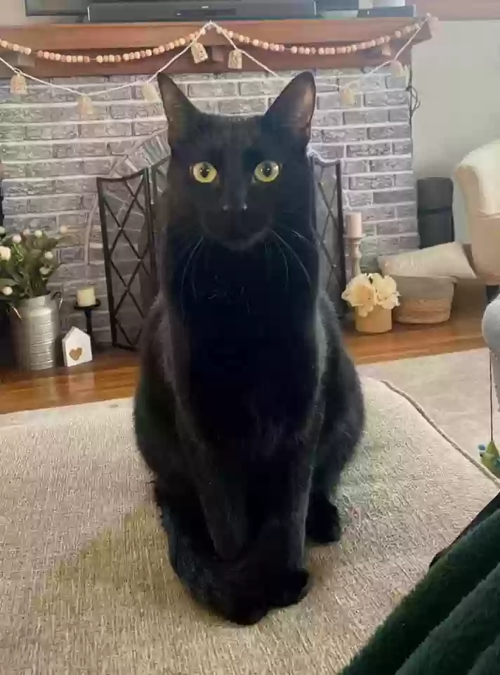 Lost cat in Buffalo, NY, 14217