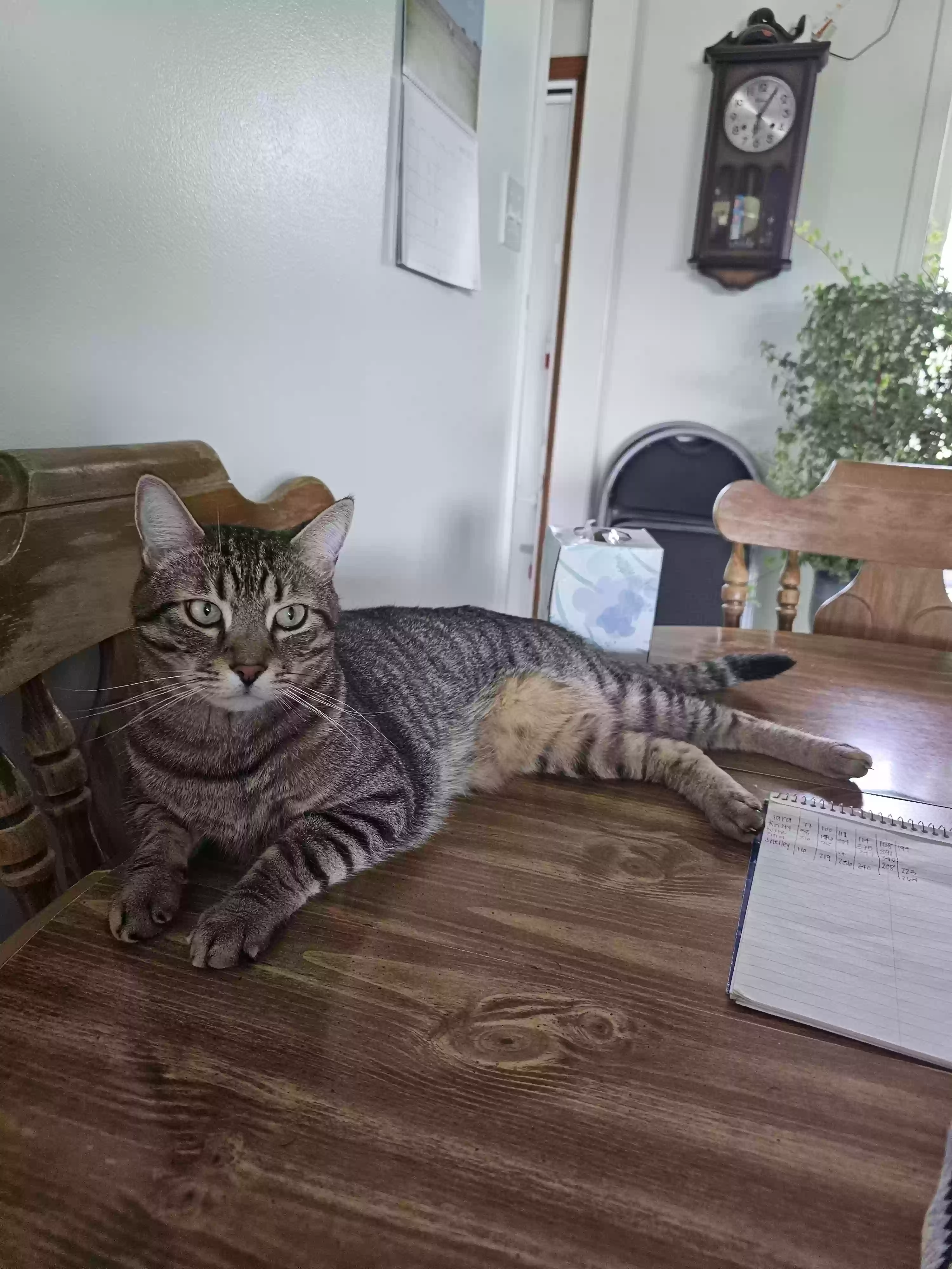 Lost cat in Topeka, KS, 66614