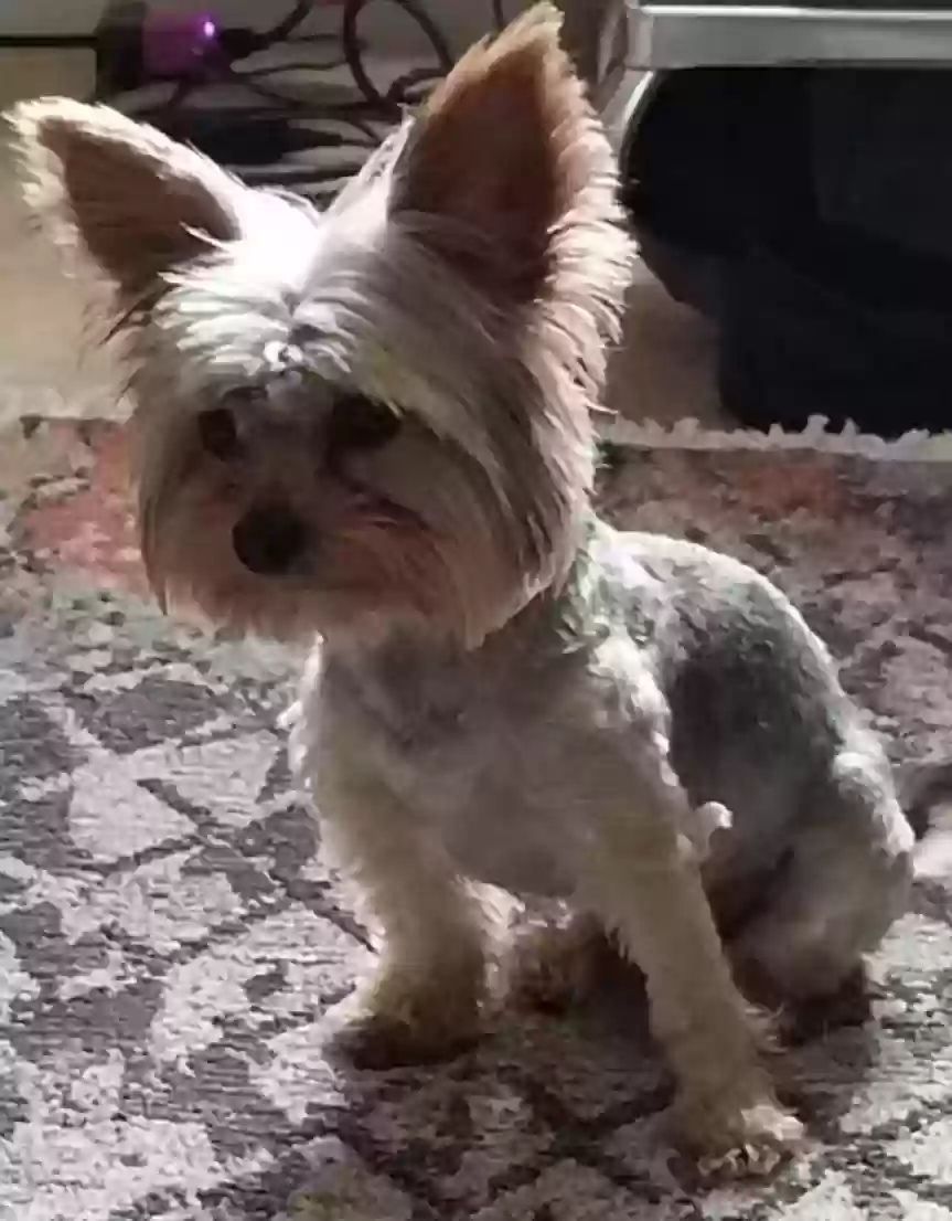 Lost dog in San Antonio, TX, 78238