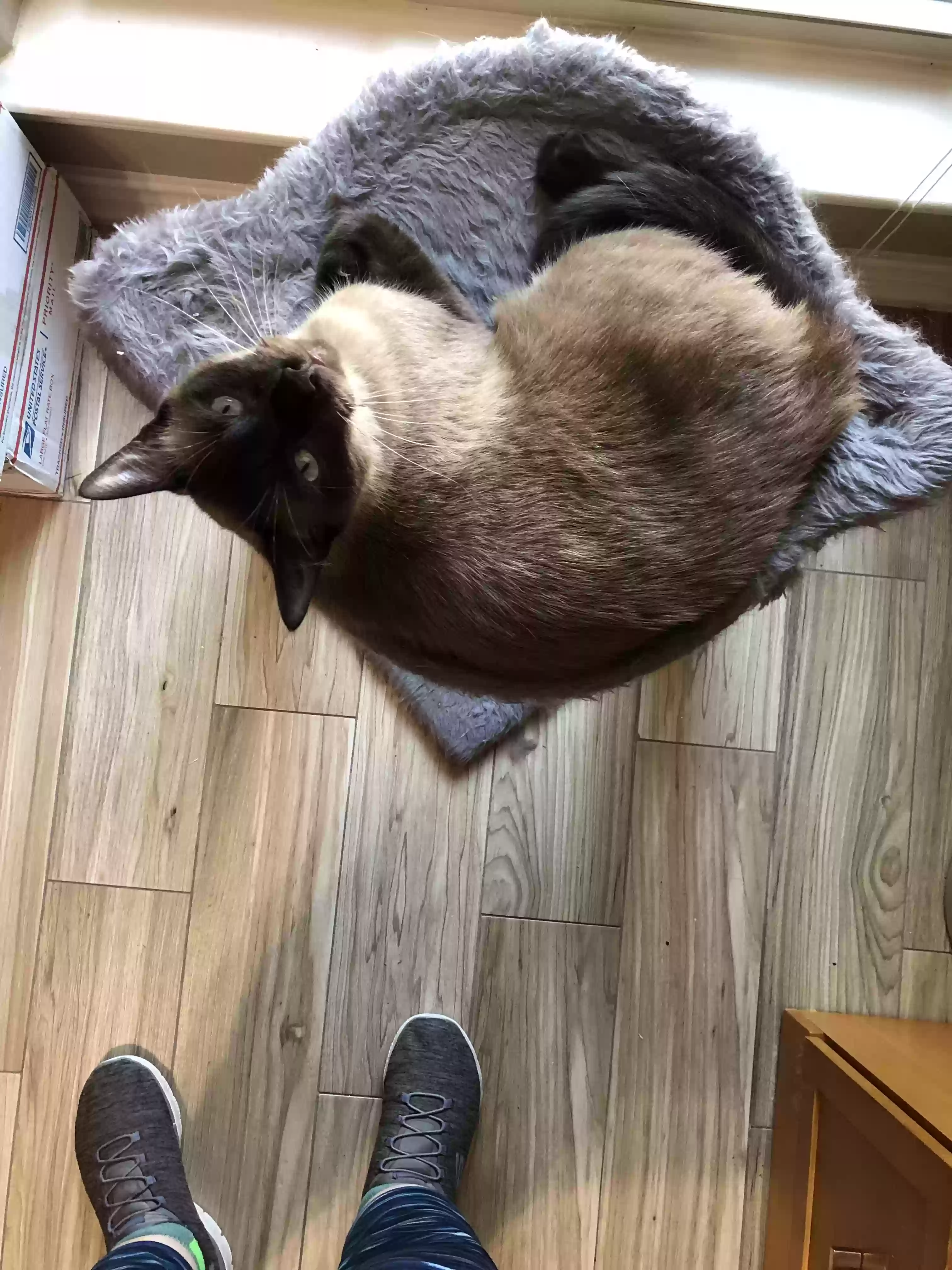 Lost cat in Harker Heights, TX, 76548