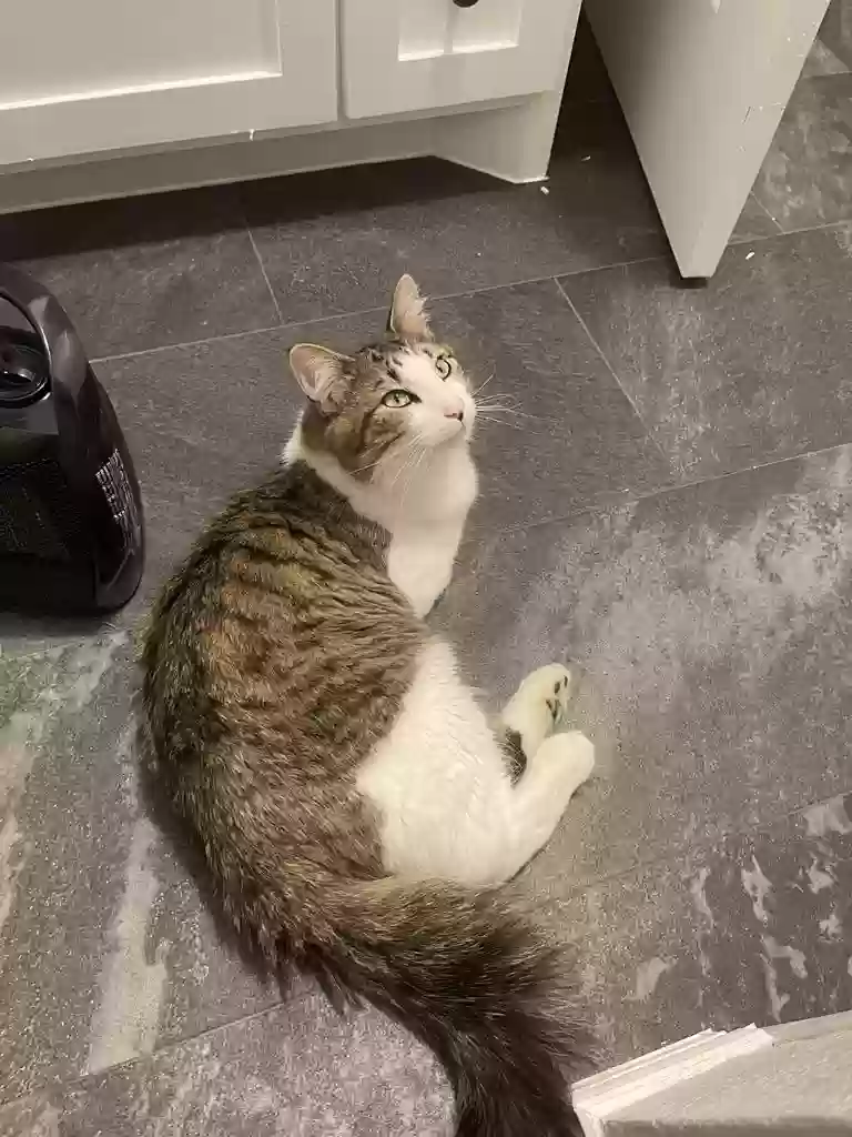 Lost cat in Arlington, TX, 76016