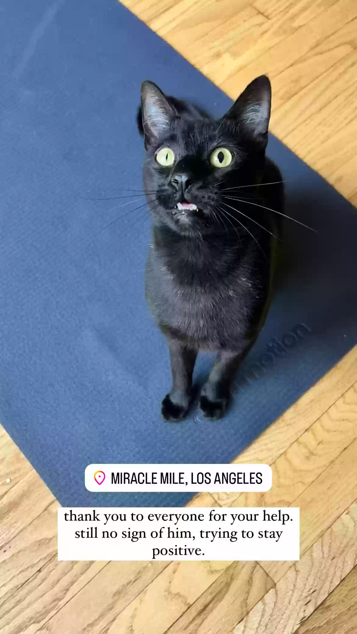 Lost cat in Los Angeles, CA, 90036