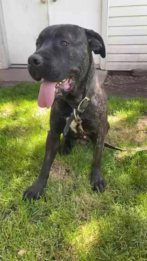 Lost dog in Chicago, IL, 60620