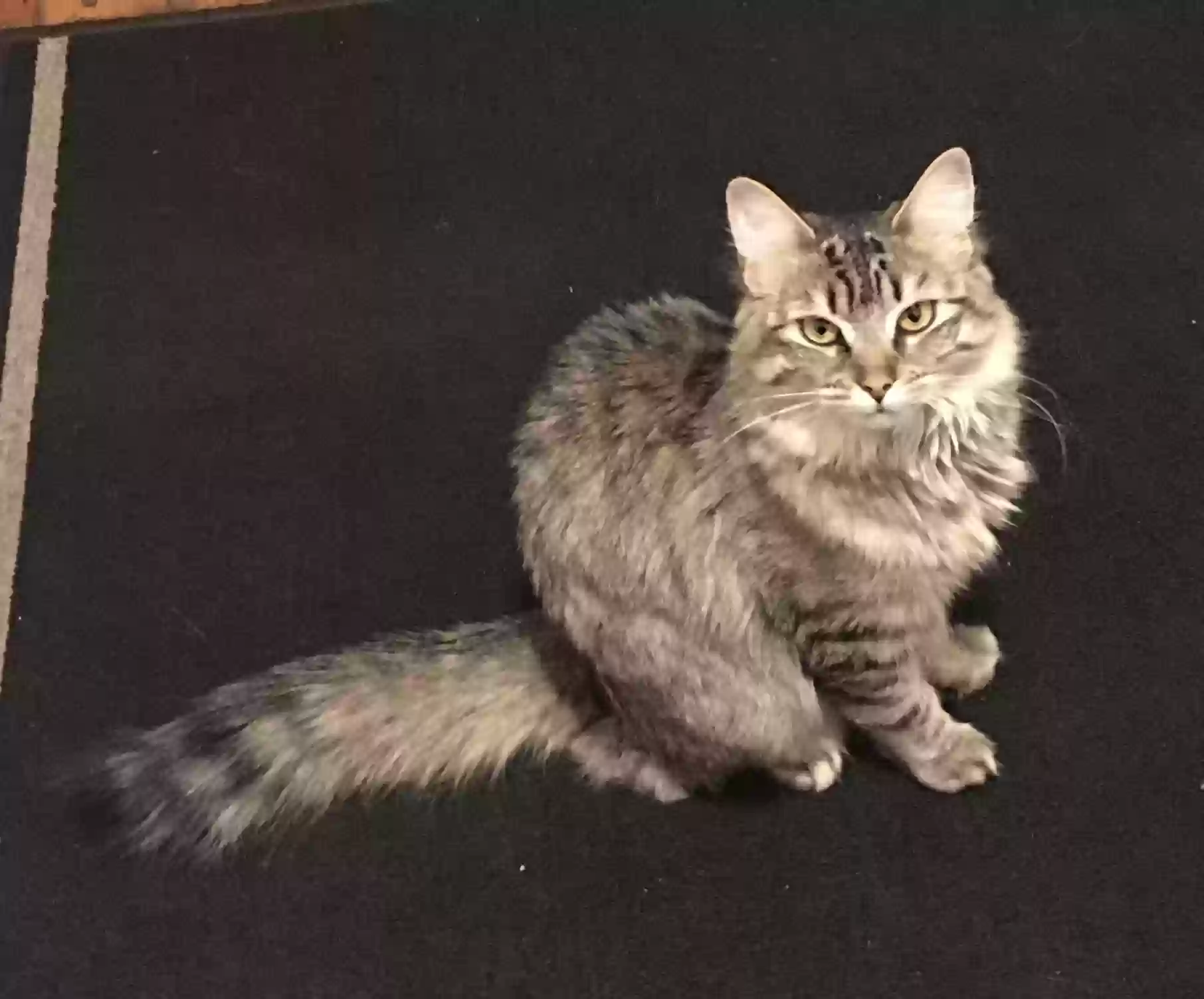 Lost cat in Bridgeport, CT, 6610