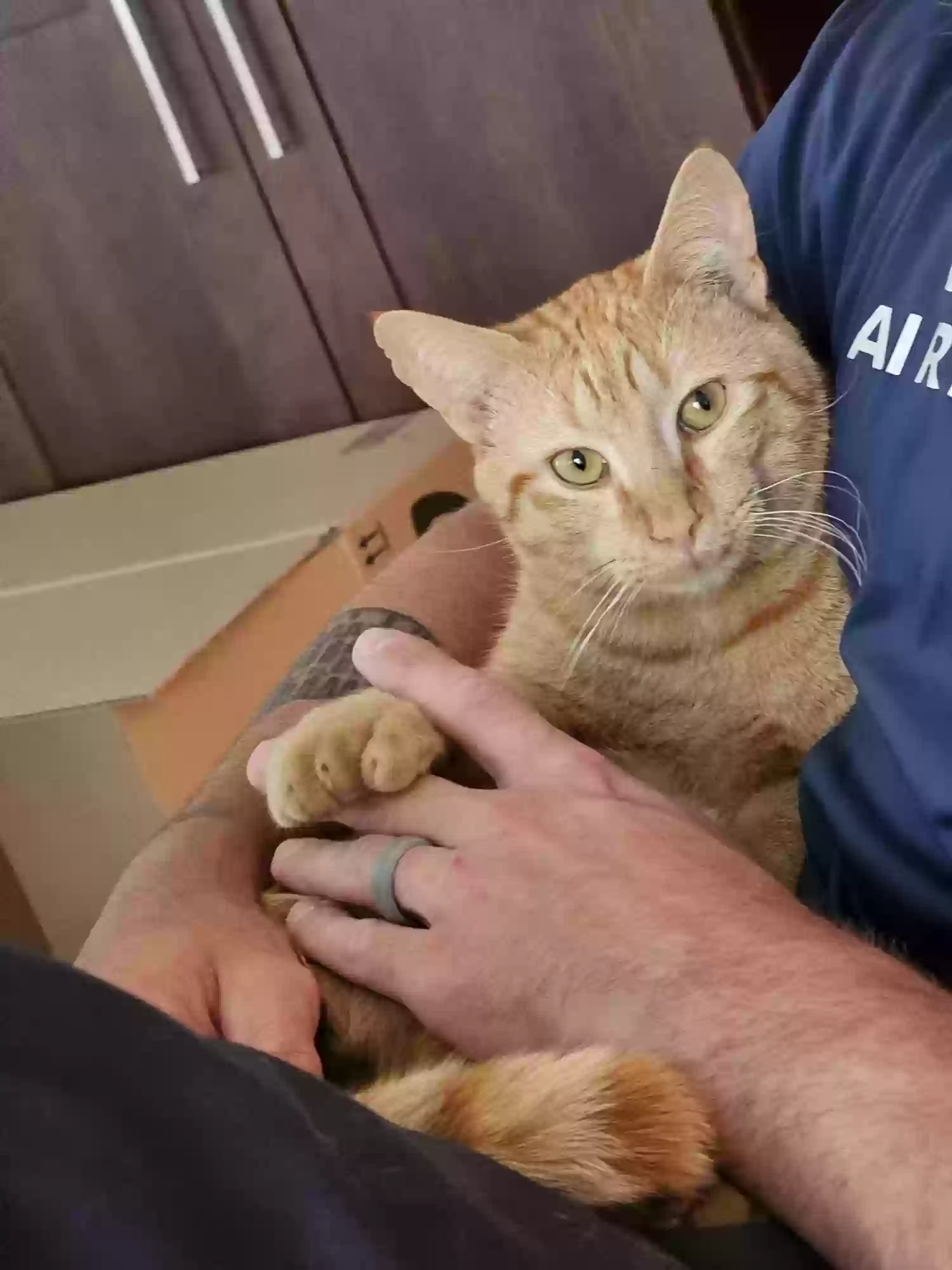 Lost cat in Deltona, FL, 32738