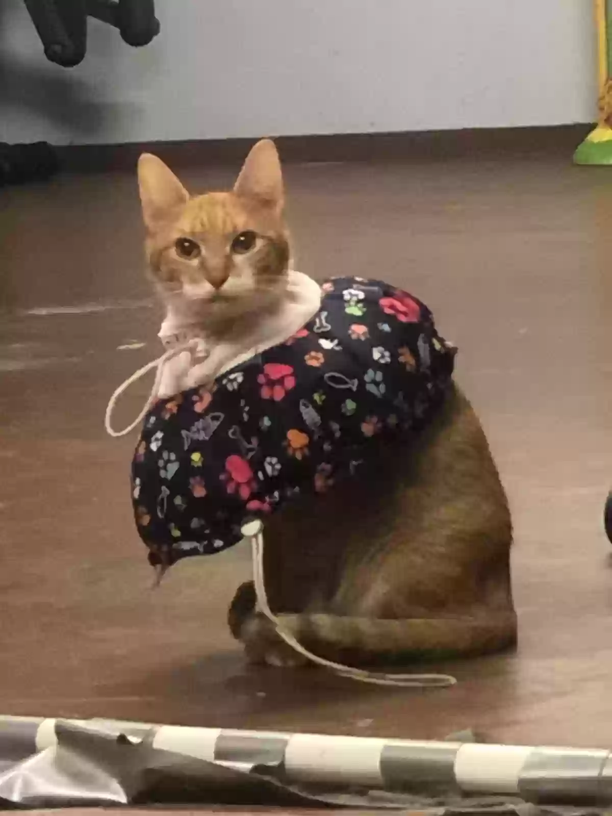 Lost cat in Leavenworth, KS, 66048