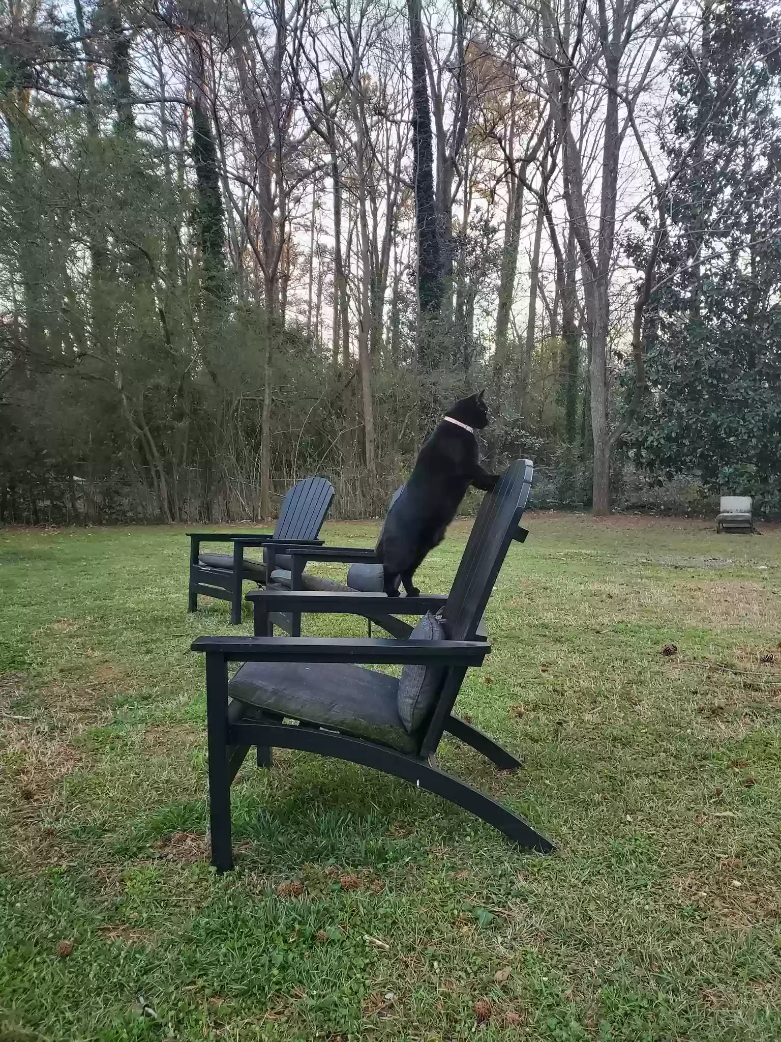 Lost cat in Smyrna, GA, 30080