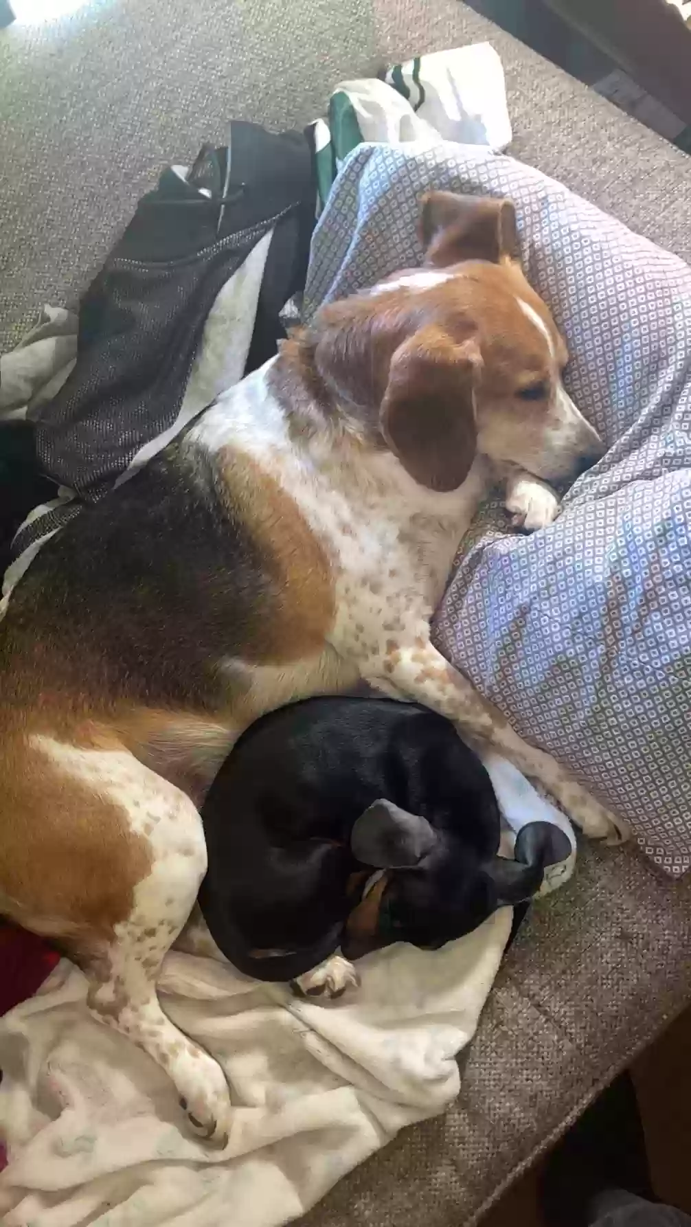 Lost dog in Green Bay, WI, 54313