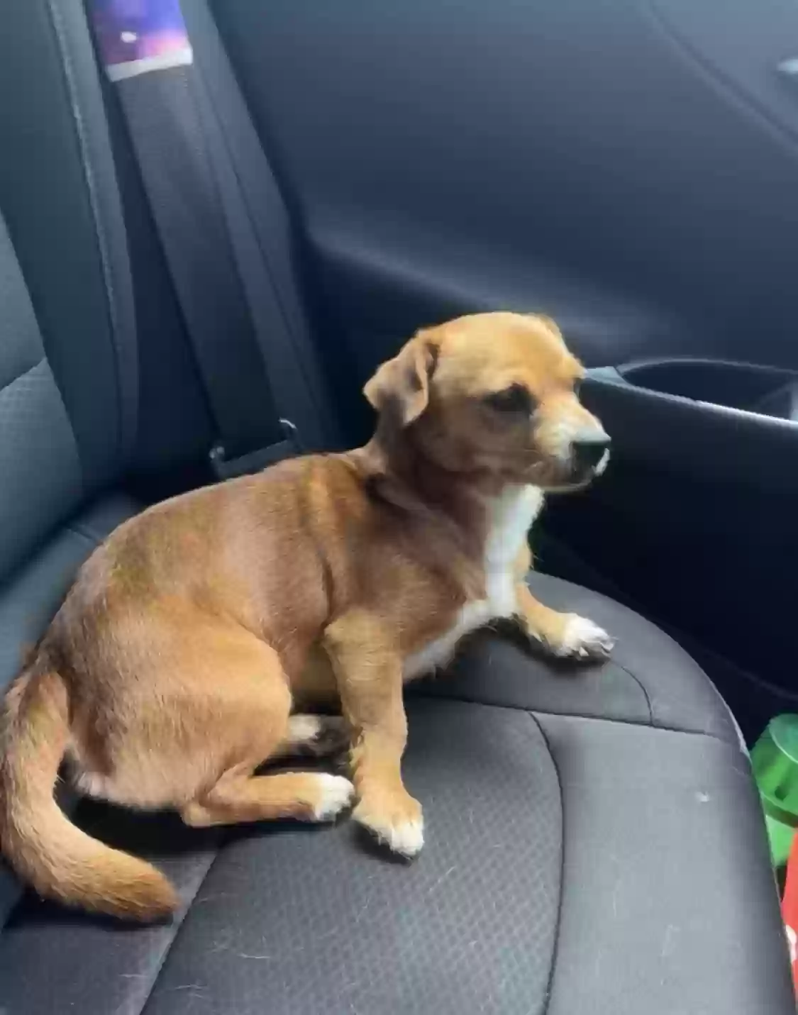 Lost dog in Englewood, OH, 45322