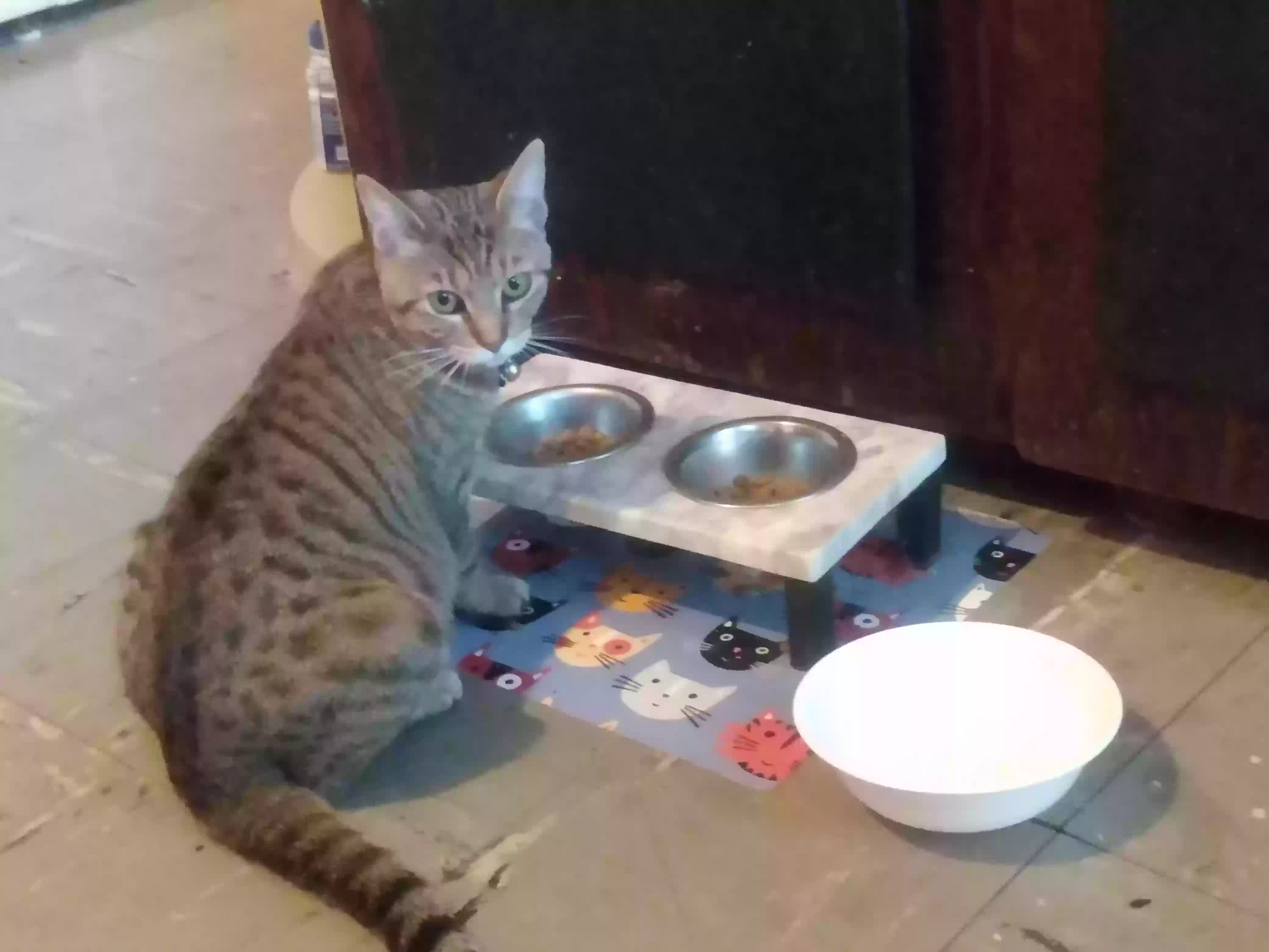 Lost cat in Indianapolis, IN, 46226