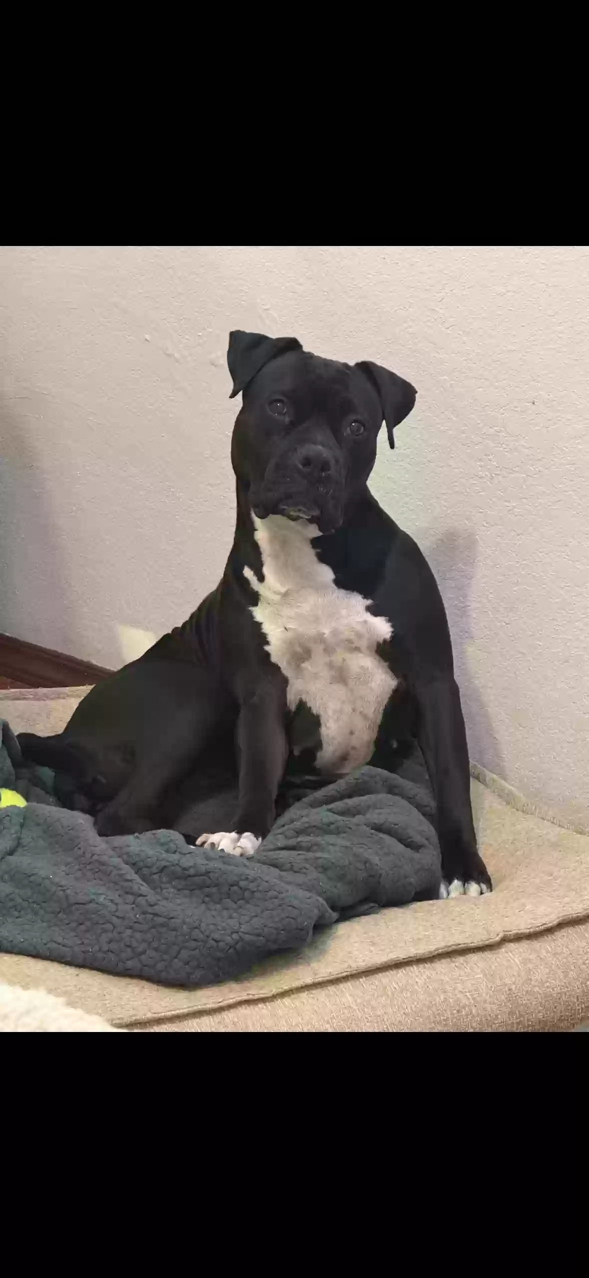 Lost dog in Denver, CO, 80204