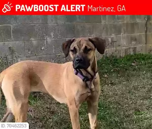 Lost dog in Augusta, GA, 30906
