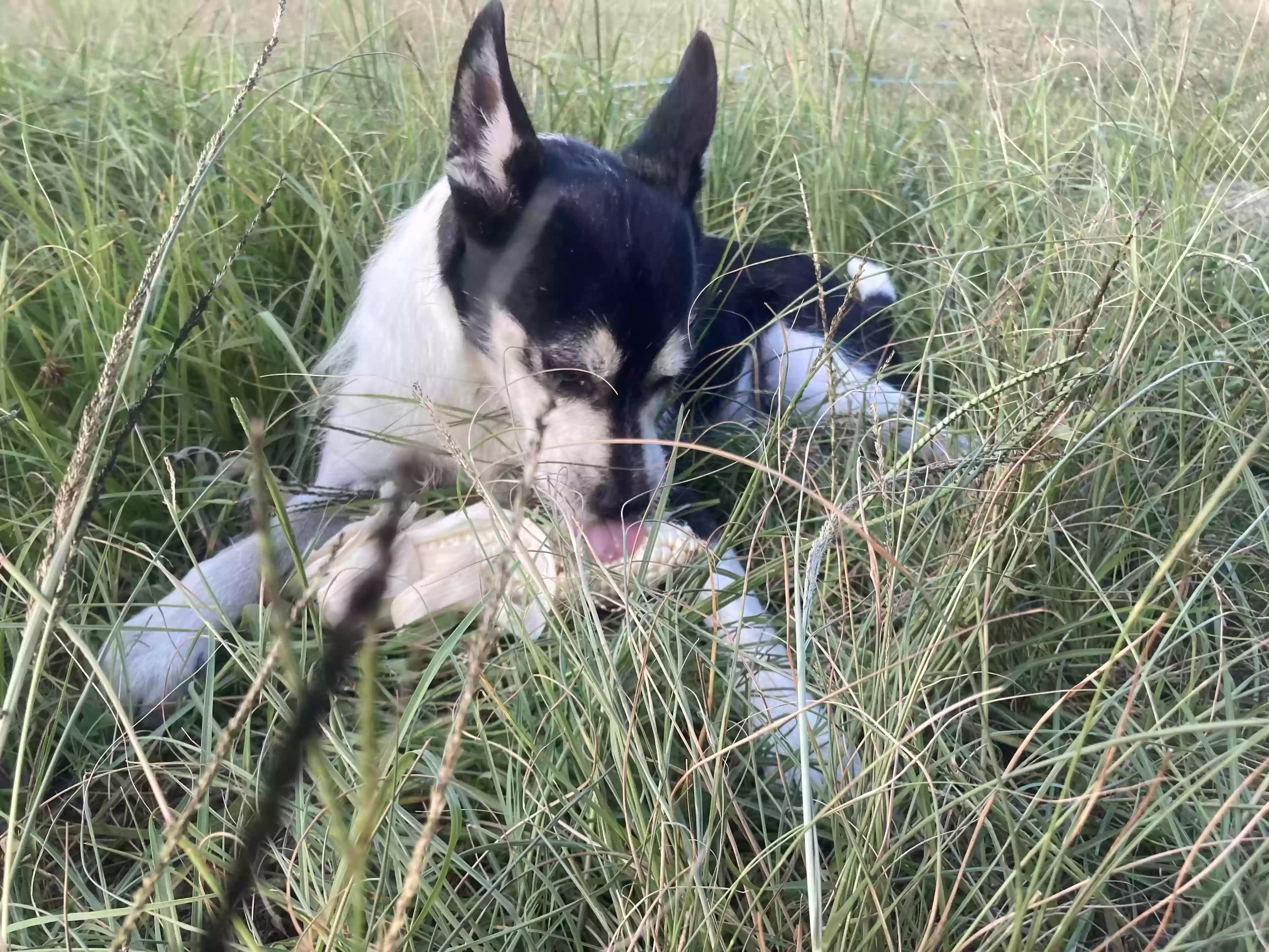 Lost dog in Starke, FL, 32091