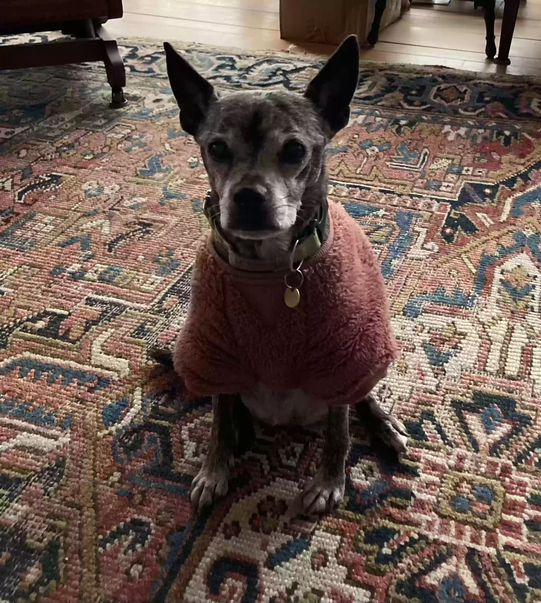 Lost dog in Blacksburg, VA, 24060