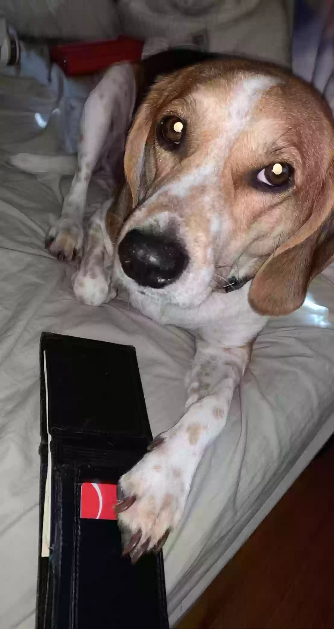 Lost dog in Green Bay, WI, 54313