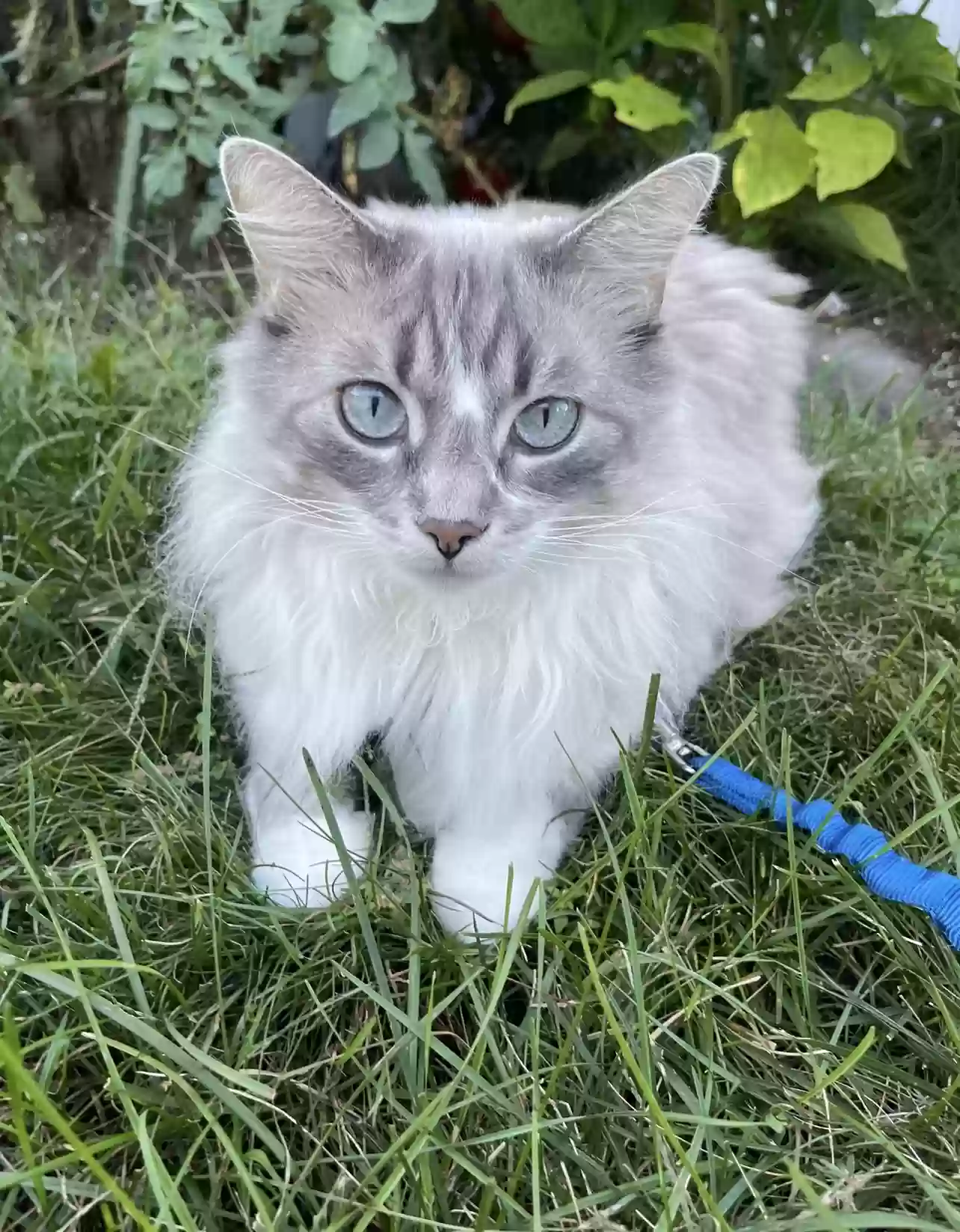 Lost cat in Poughkeepsie, NY, 12603