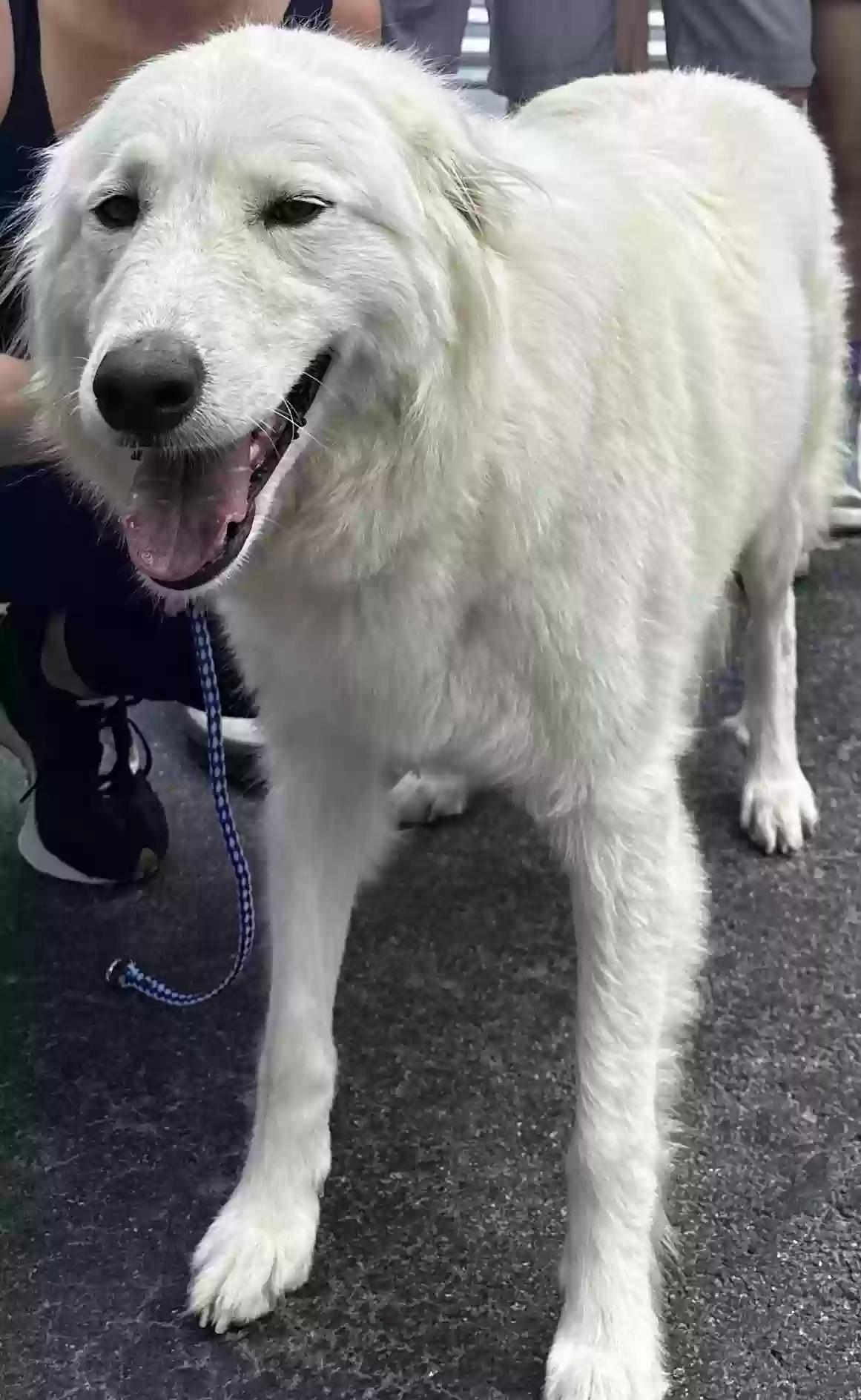 Lost dog in Marietta, GA, 30068