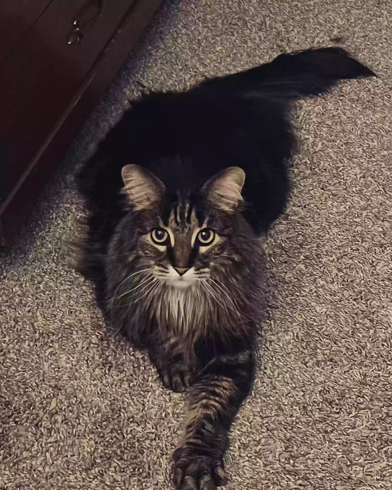 Lost cat in Peoria, IL, 61614