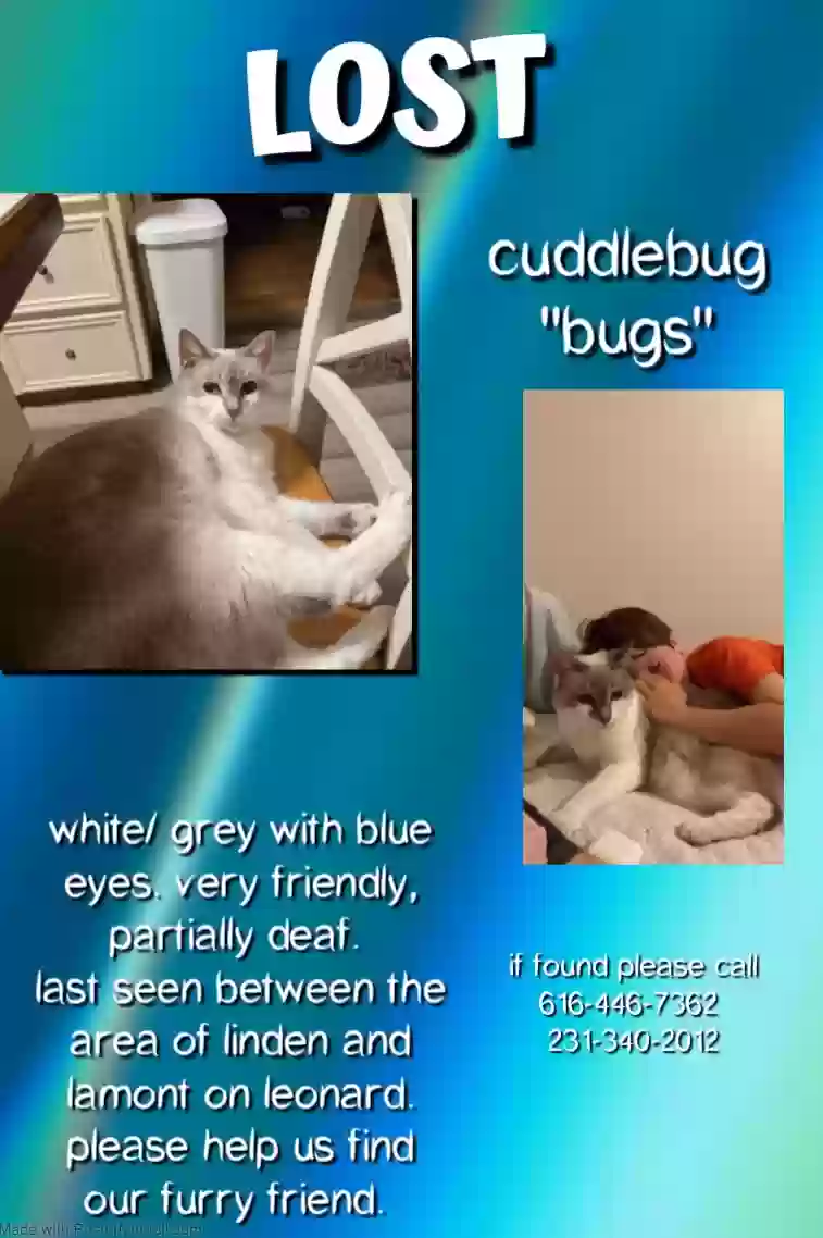 Lost cat in Marne, MI, 49435