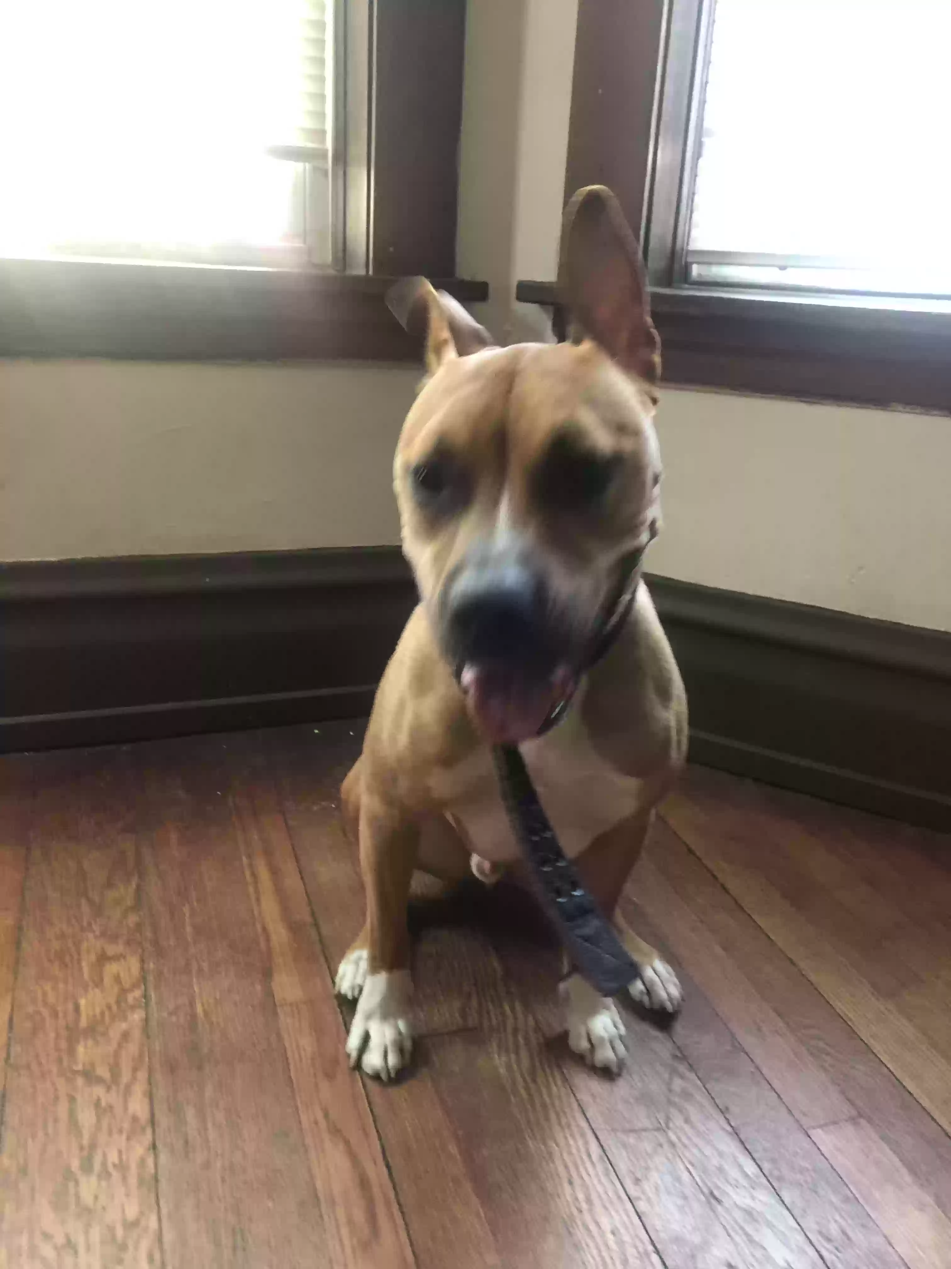 Lost dog in Chicago, IL, 60620
