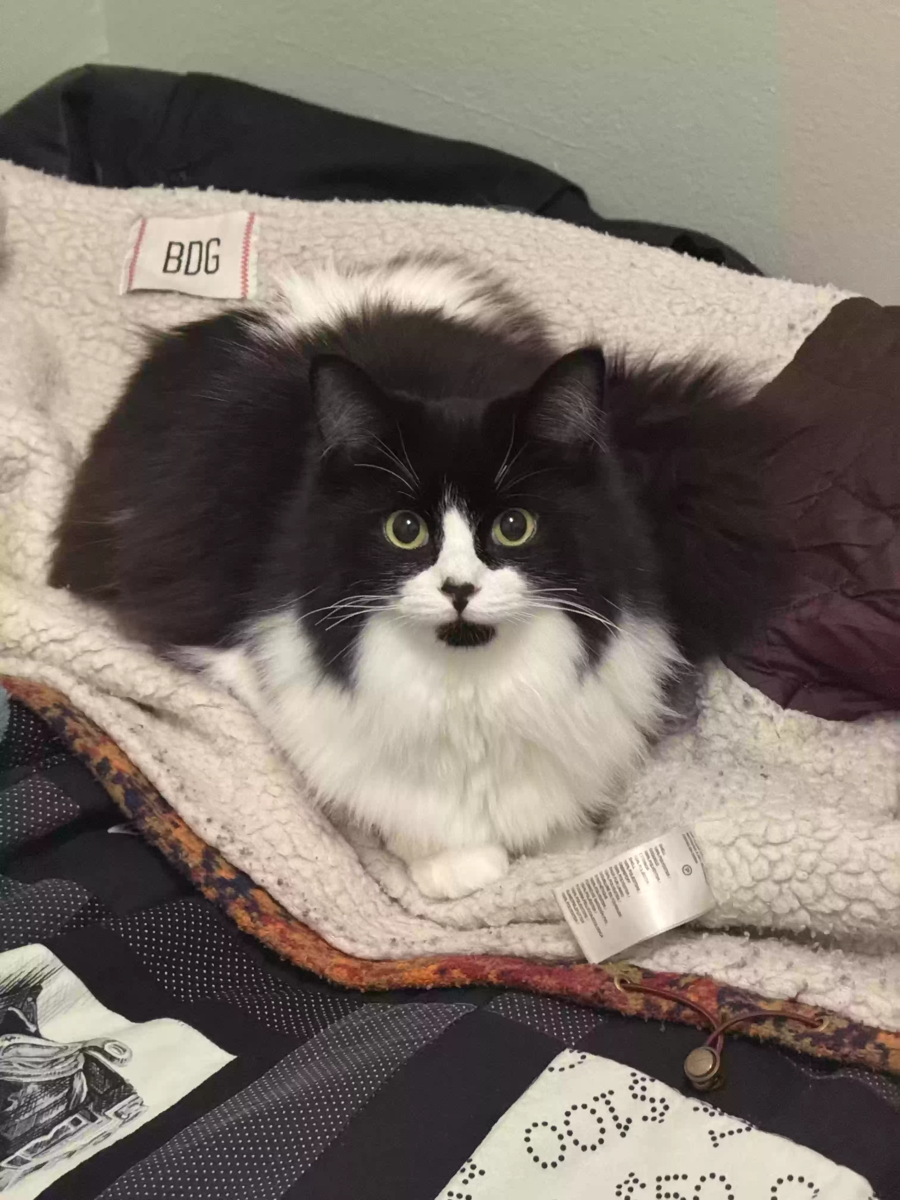 Lost cat in Denton, TX, 76208