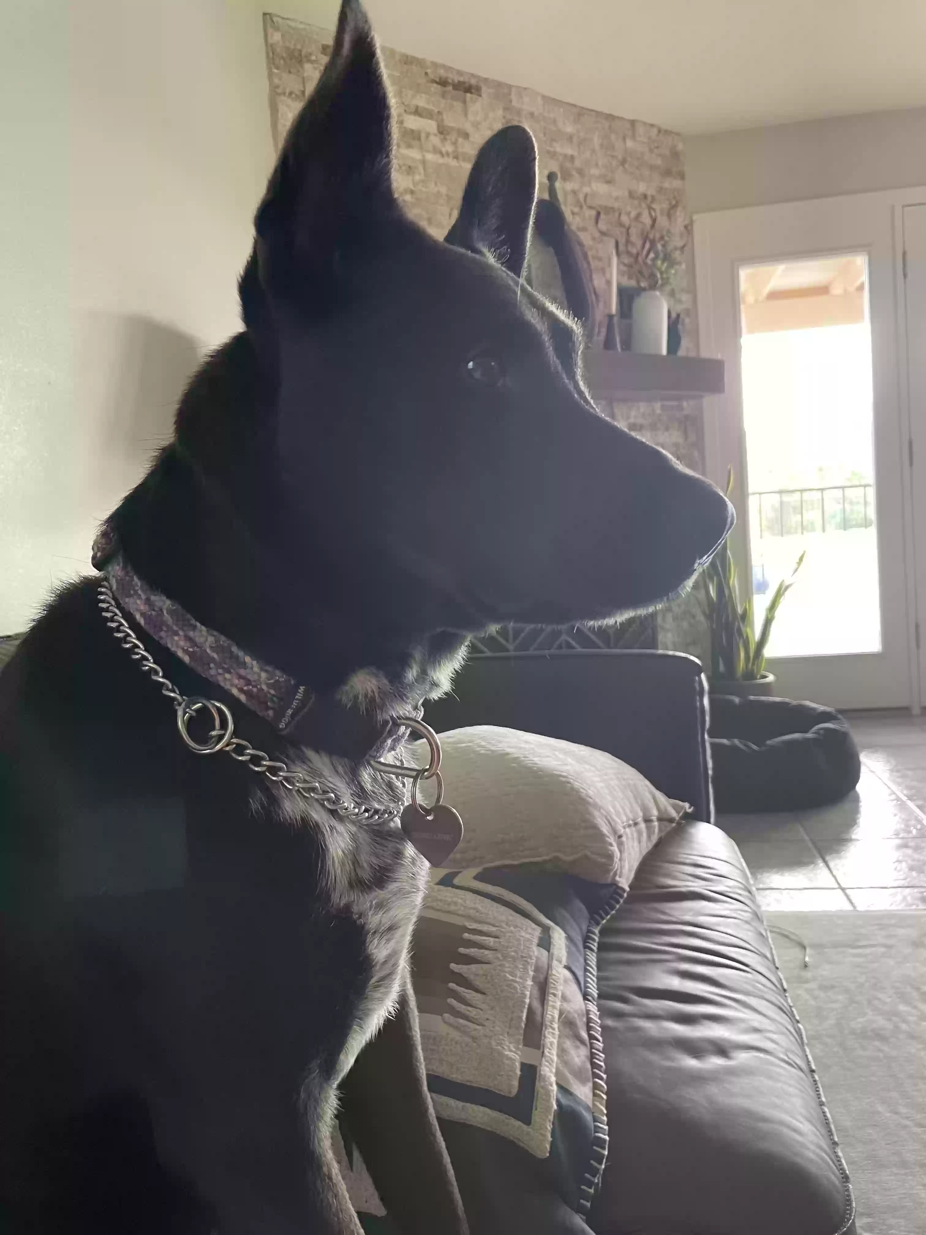 Lost dog in Burbank, CA, 91501