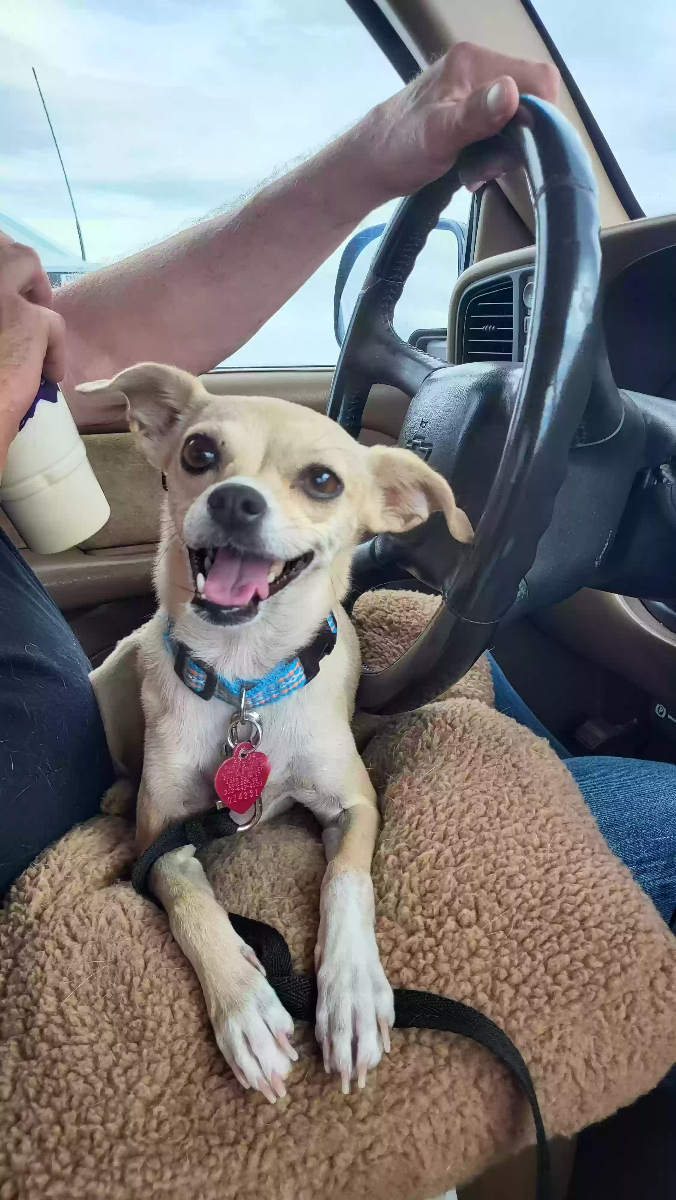 Lost dog in Colorado Springs, CO, 80906