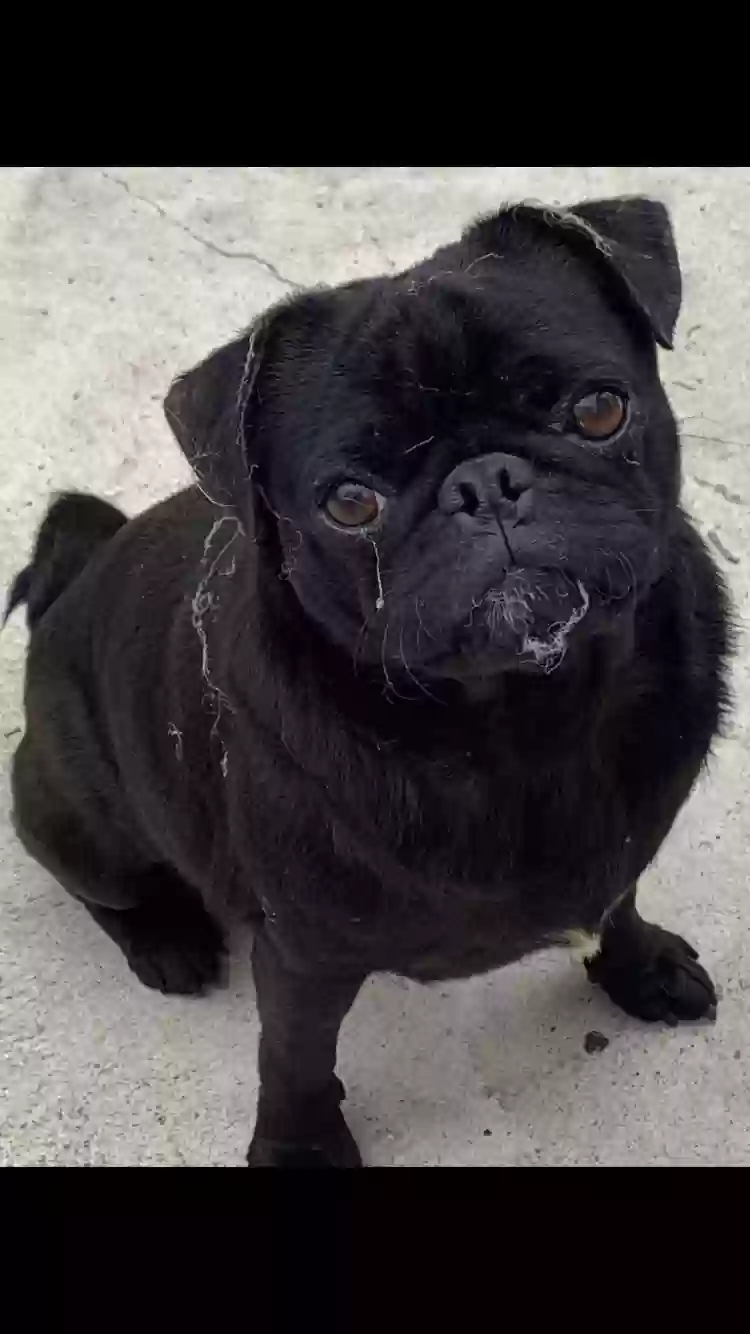 Lost dog in Pacoima, CA, 91331