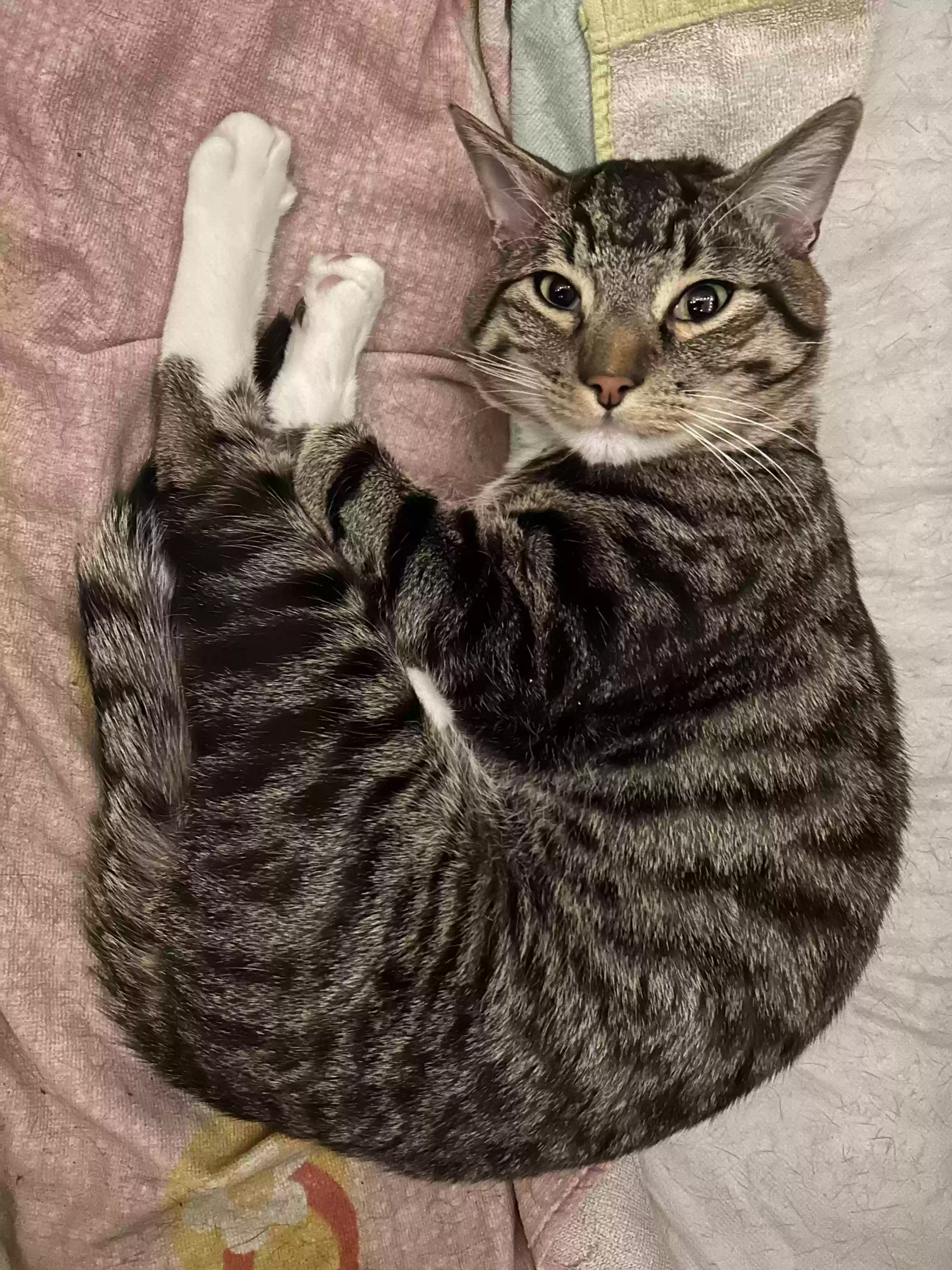 Lost cat in Anaheim, CA, 92802