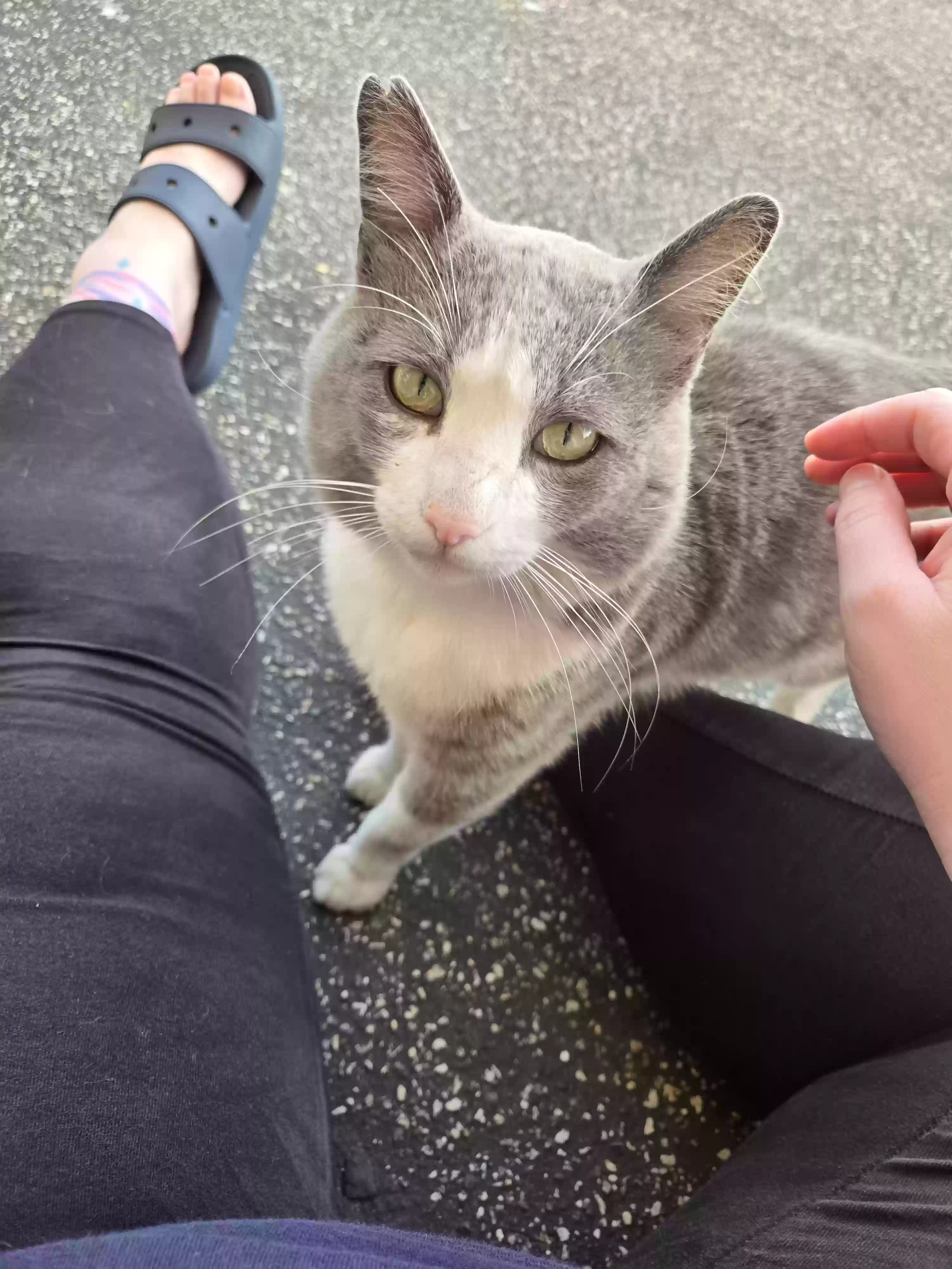 Lost cat in Torrance, CA, 90503