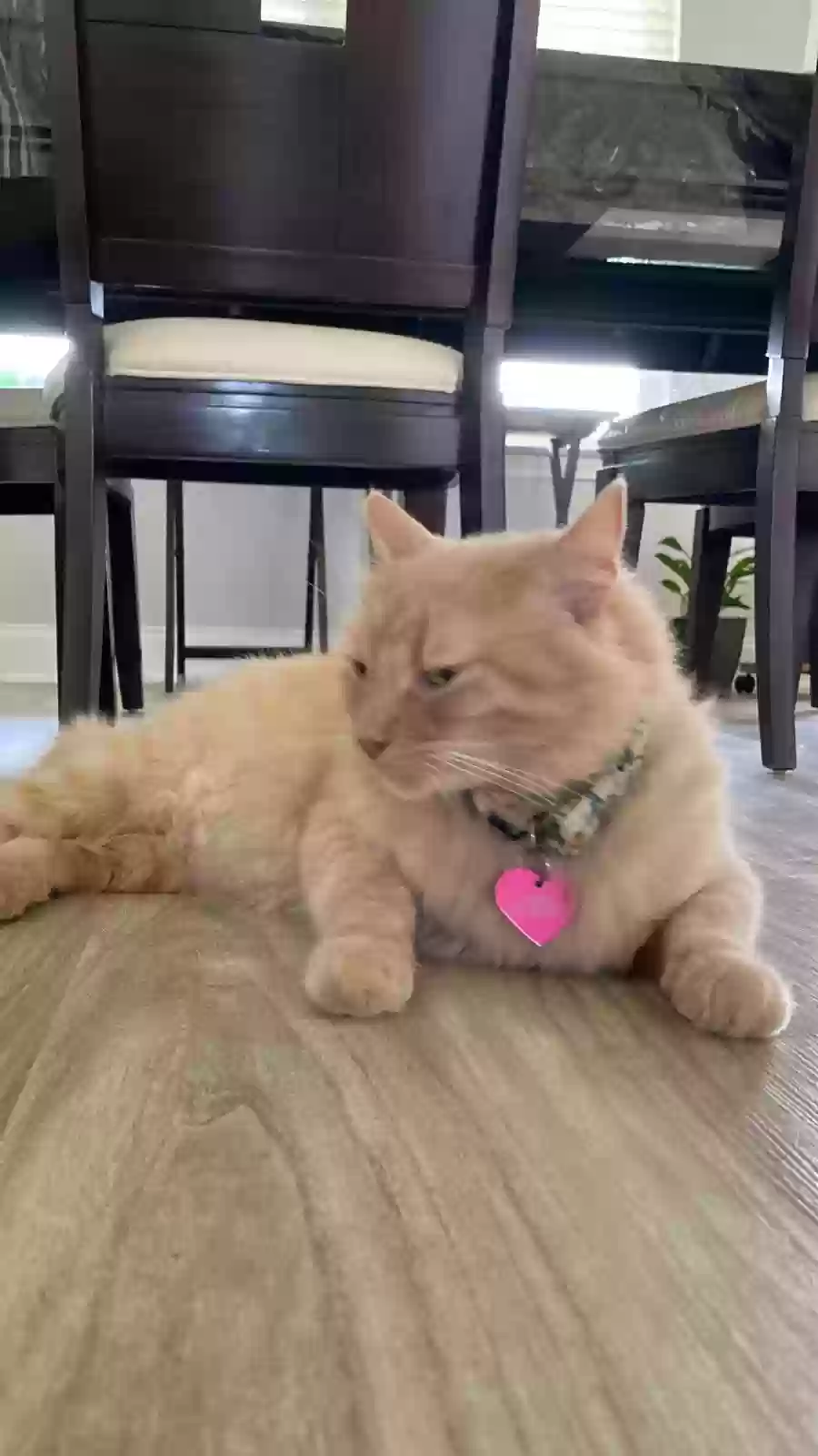 Lost cat in Mobile, AL, 36695