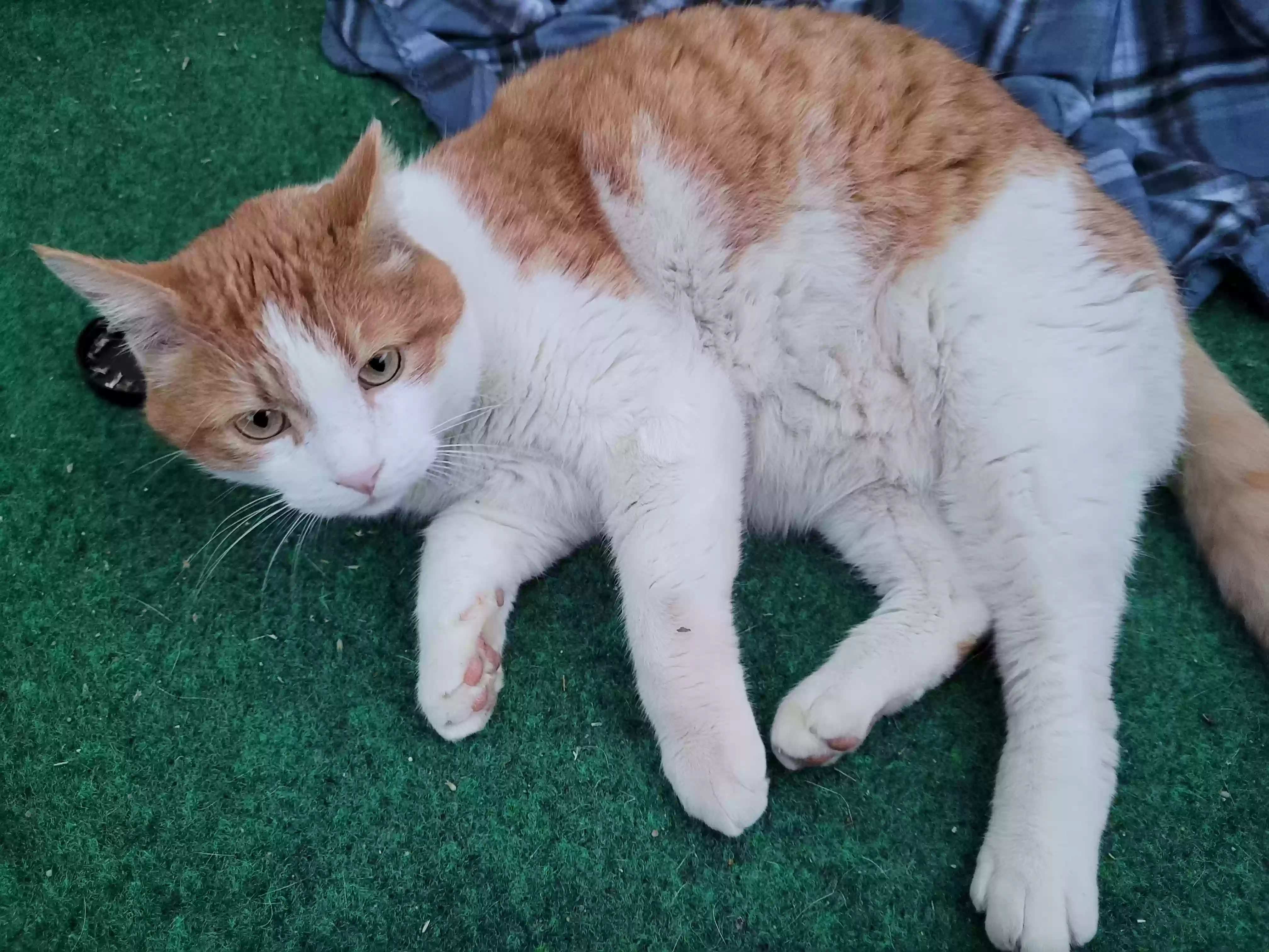 Lost cat in Salt Lake City, UT, 84118