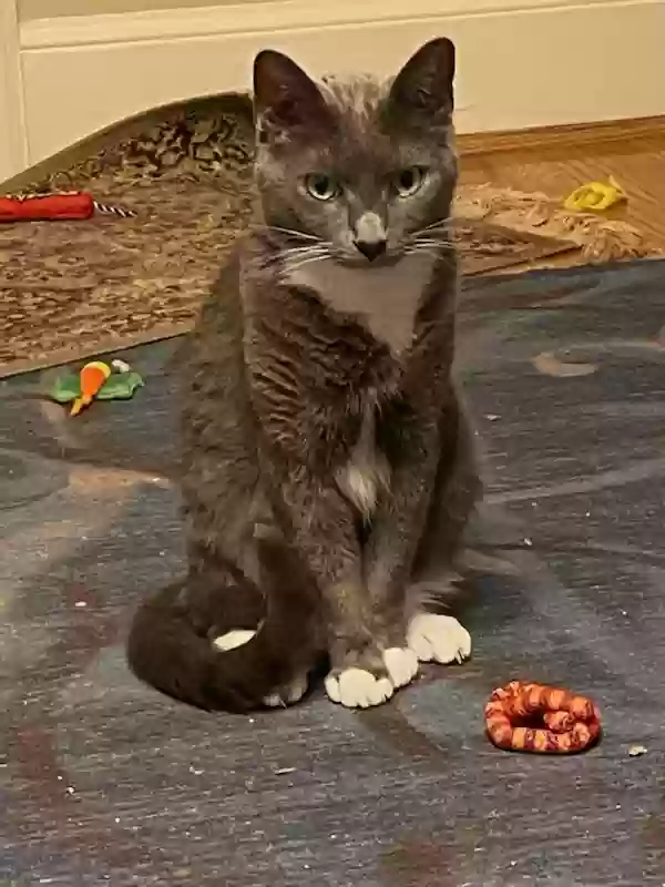 Lost cat in Aiken, SC, 29803