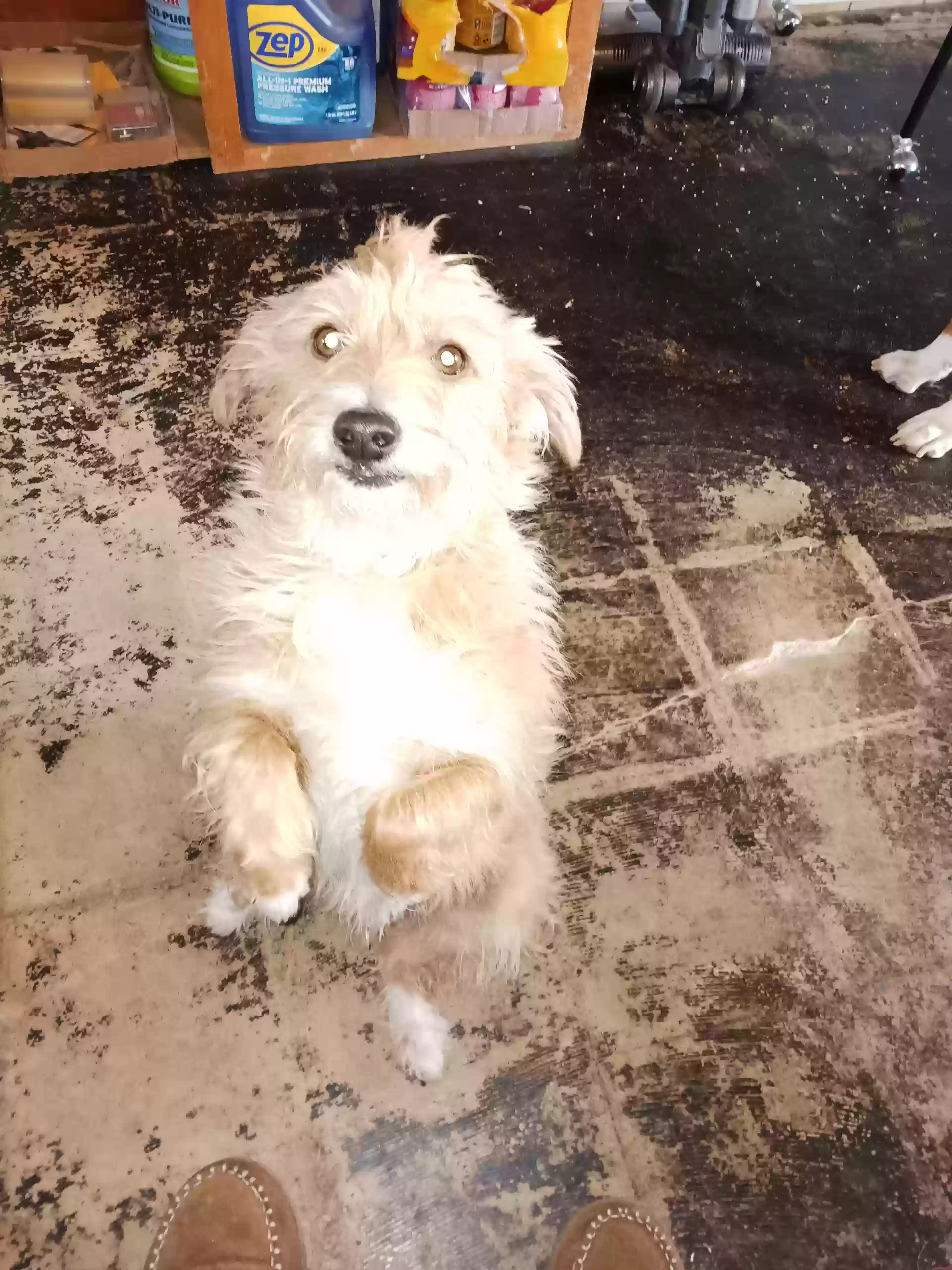 Lost dog in Bakersfield, CA, 93309