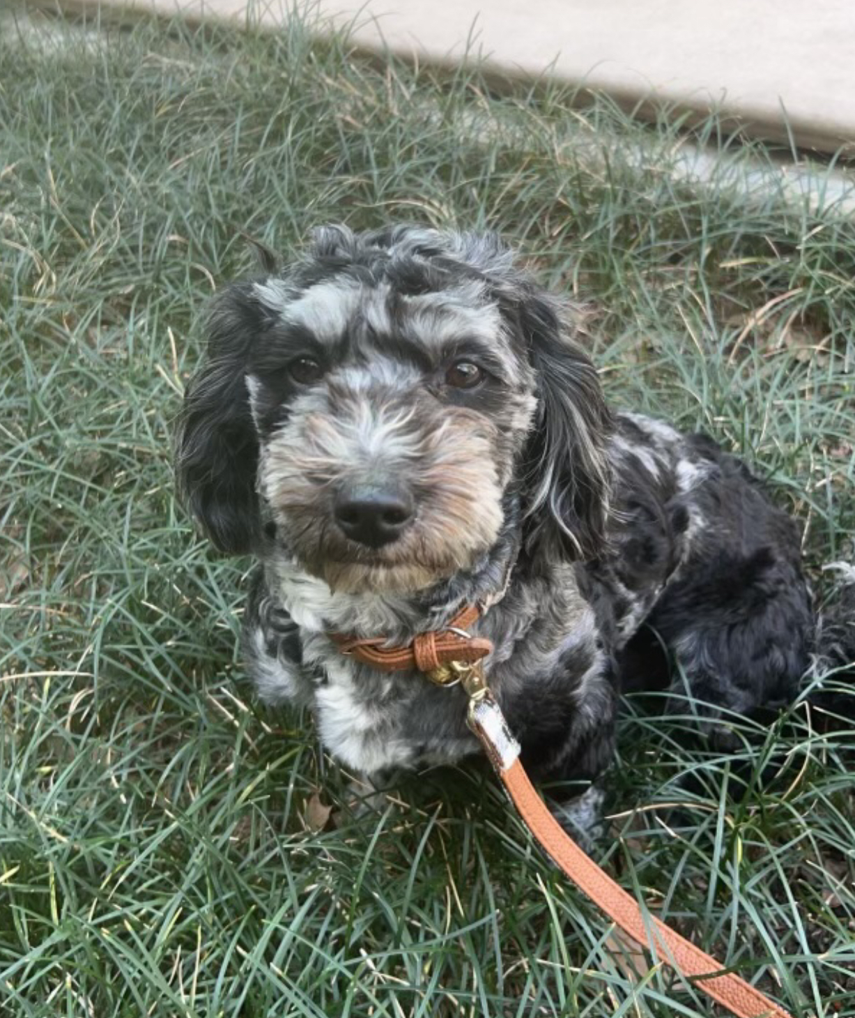 Lost dog in Rydal, GA, 30171