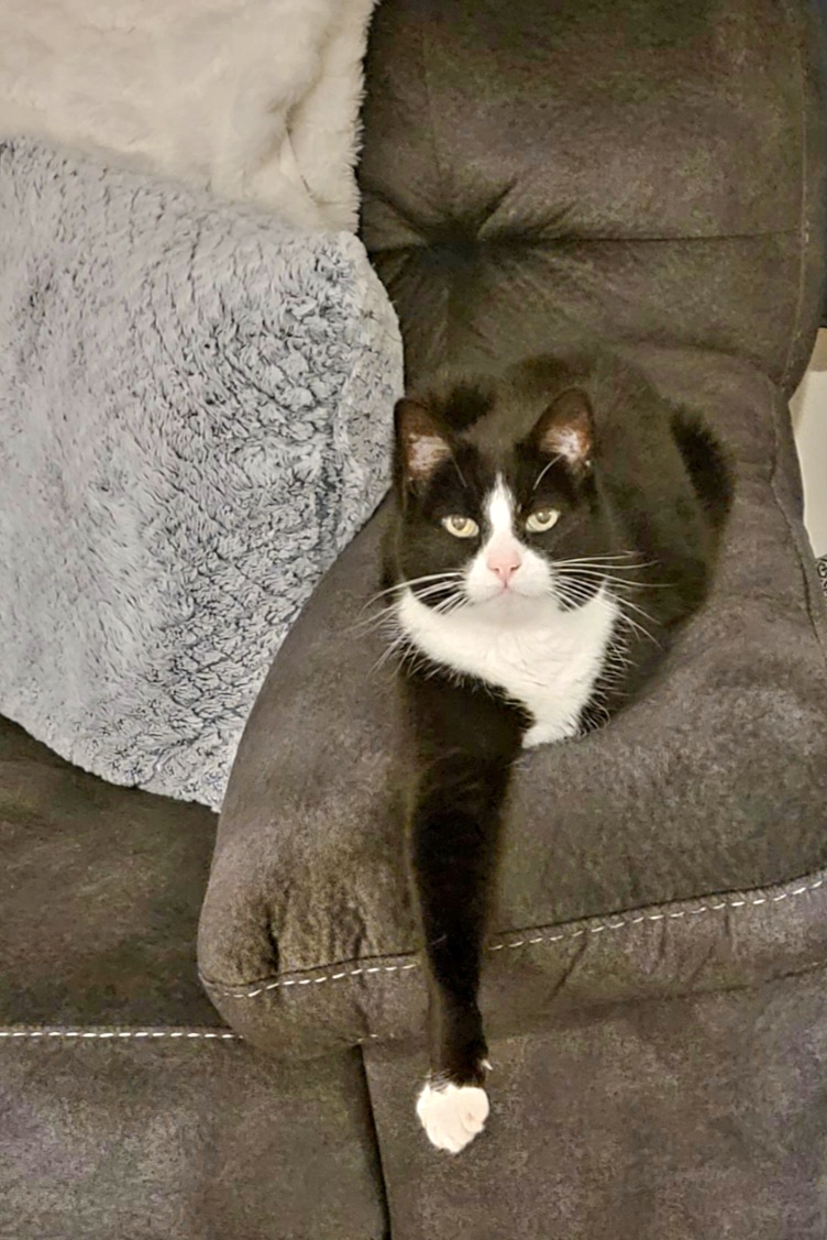 Lost cat in Eugene, OR, 97405