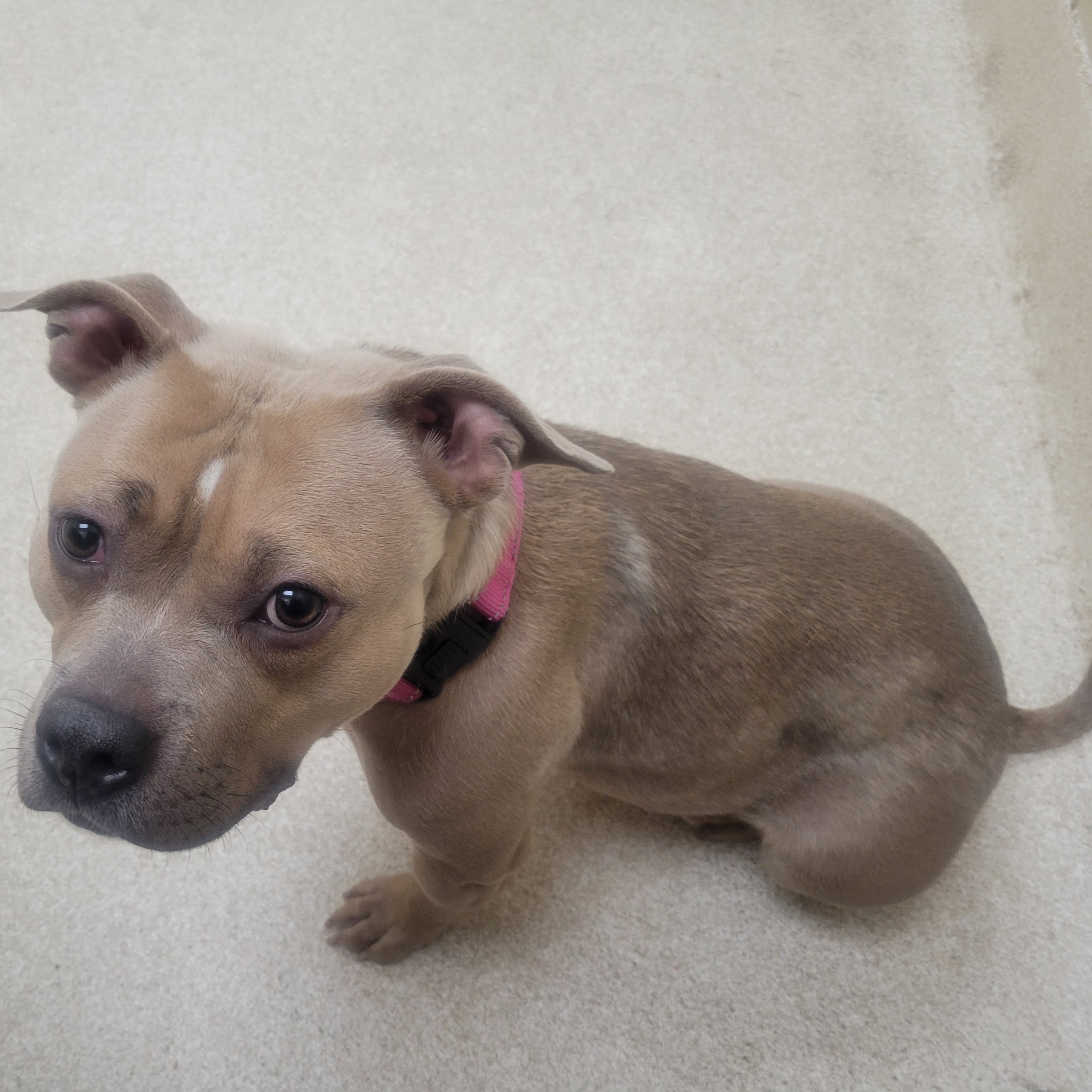 Lost dog in Grand Rapids, MI, 49504
