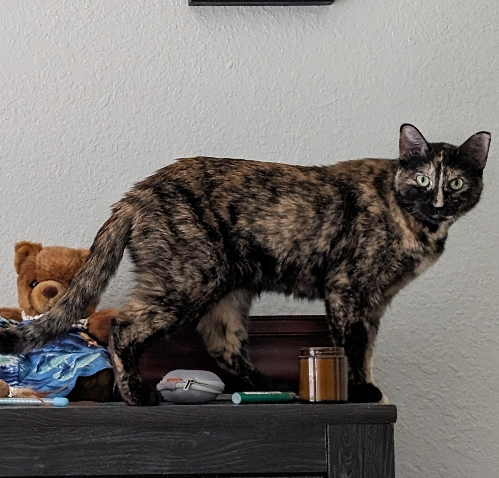 Lost cat in Tacoma, WA, 98466