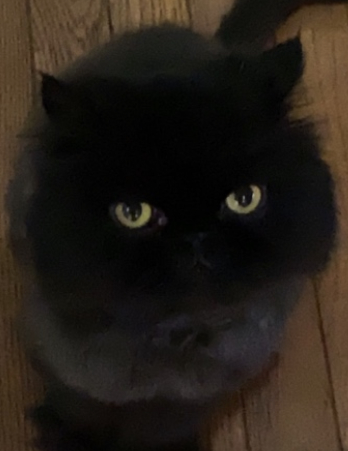 Lost cat in Edgewater, MD, 21037