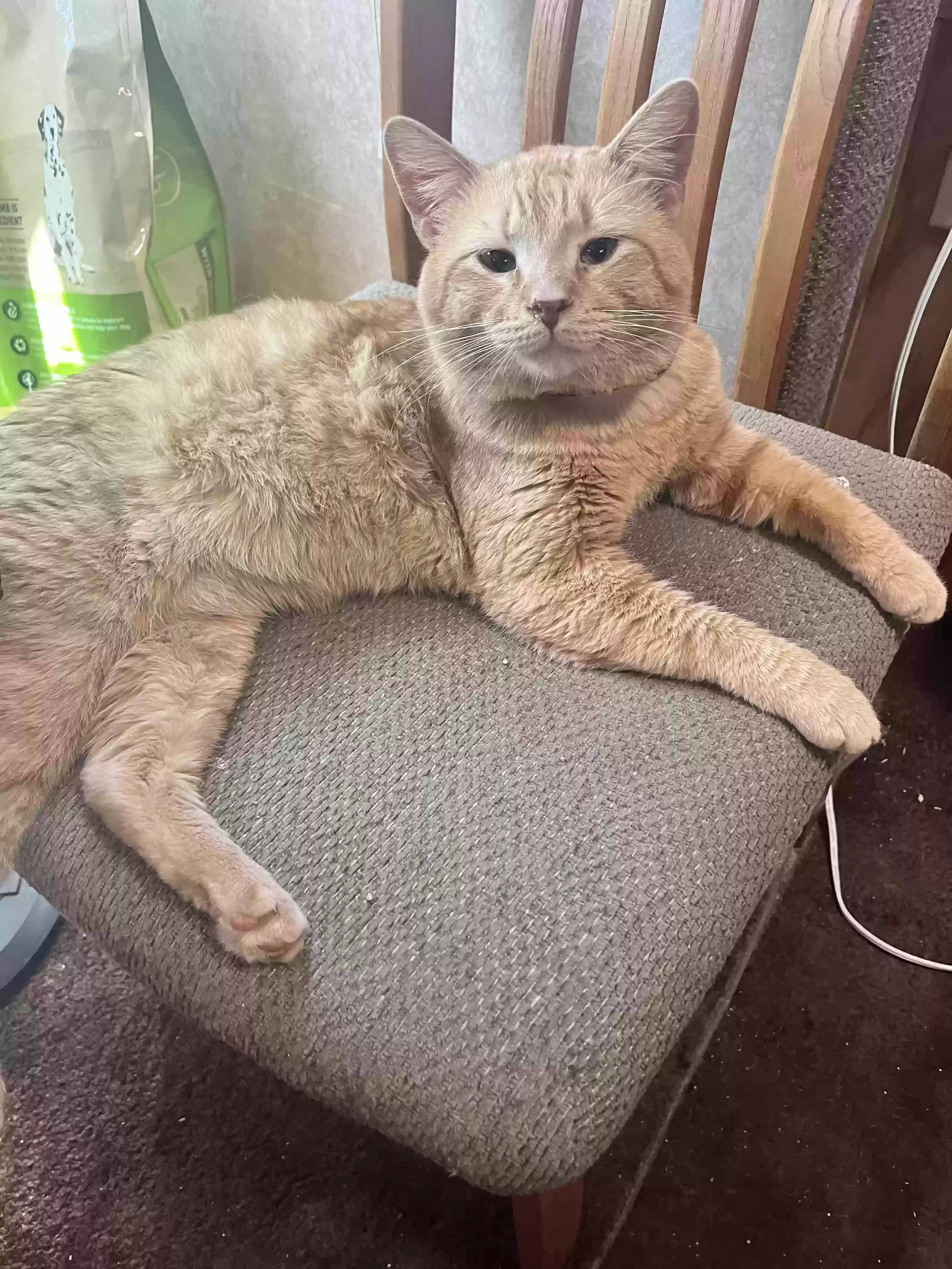 Lost cat in Beatrice, NE, 68310