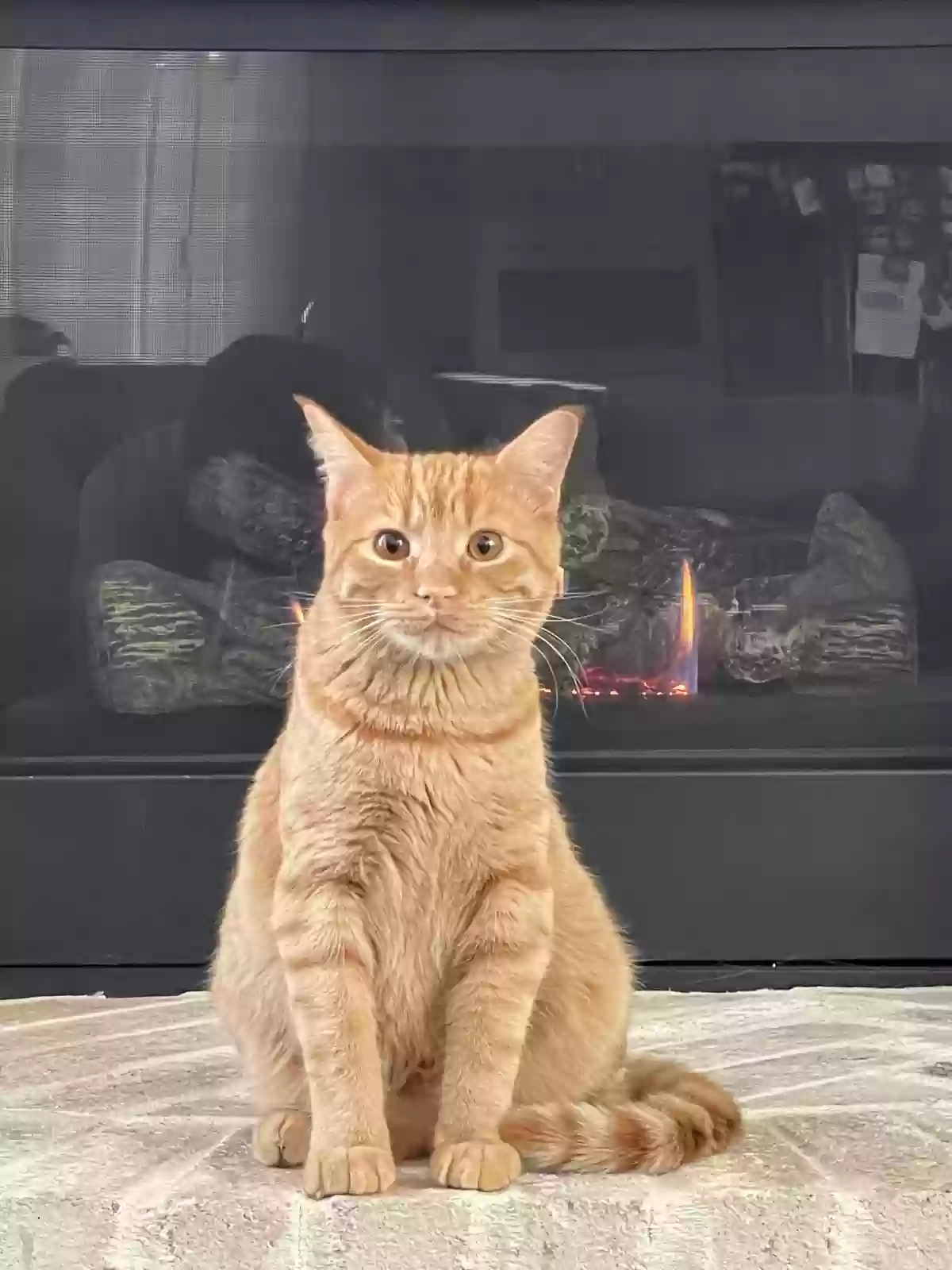 Lost cat in Aledo, TX, 76008