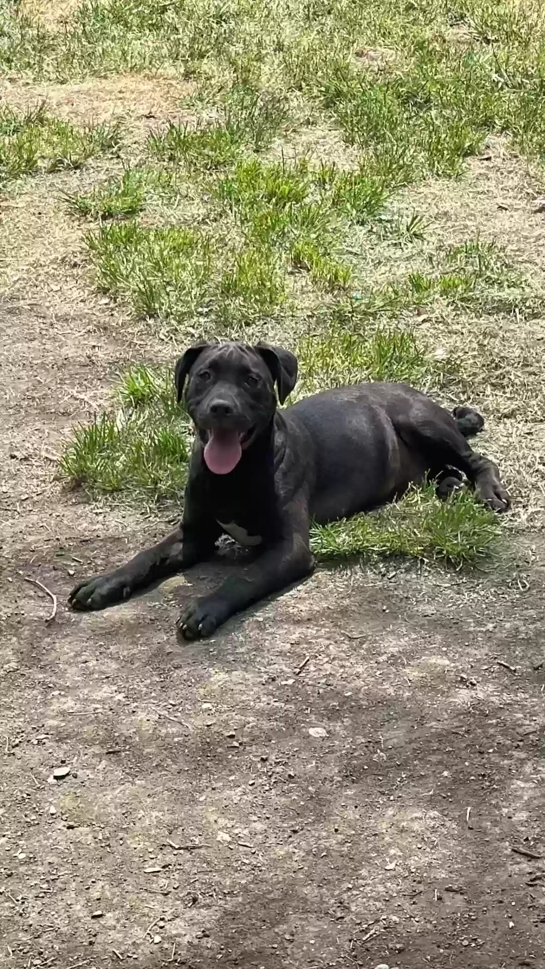 Lost dog in Yukon, PA, 15698