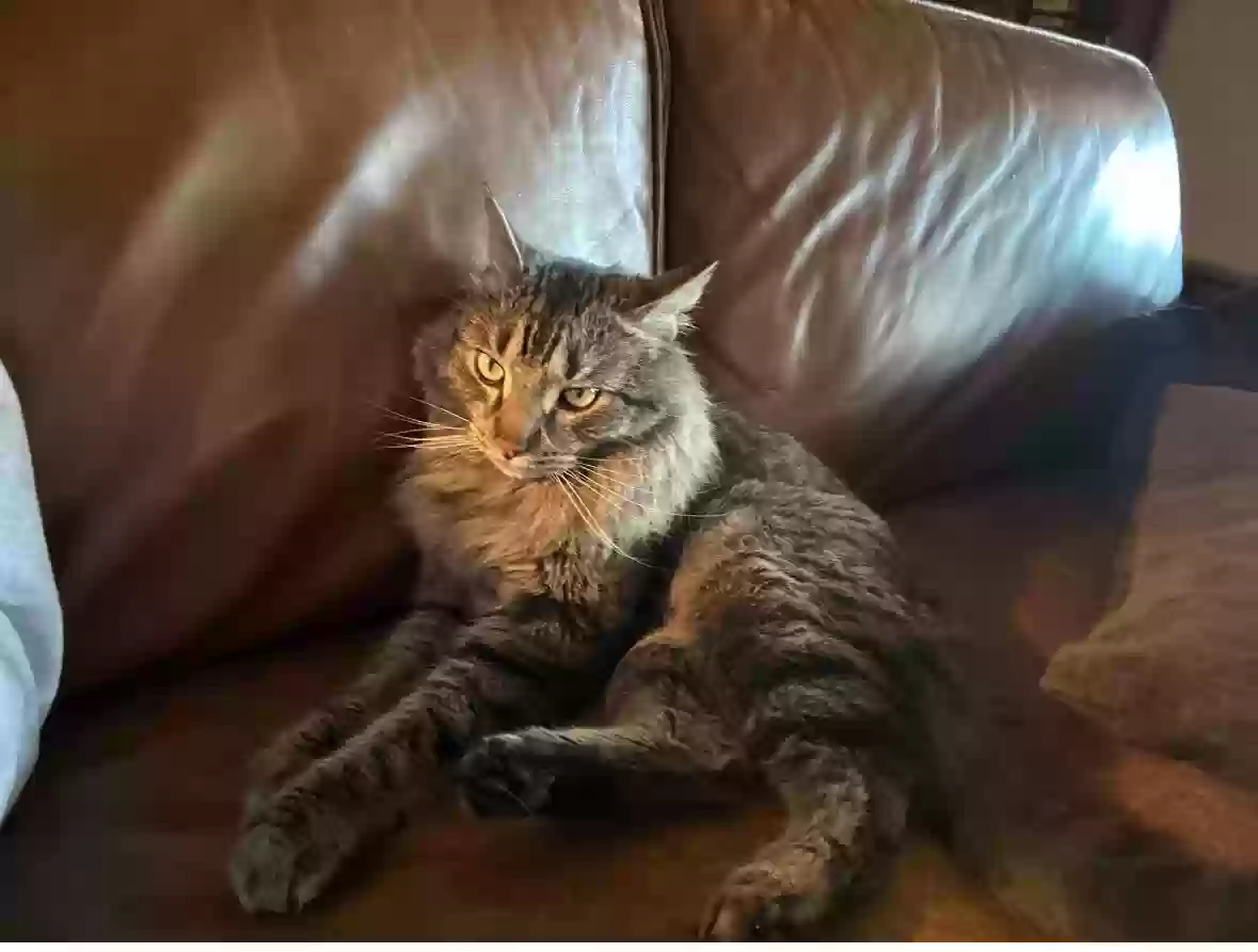 Lost cat in Buda, TX, 78610
