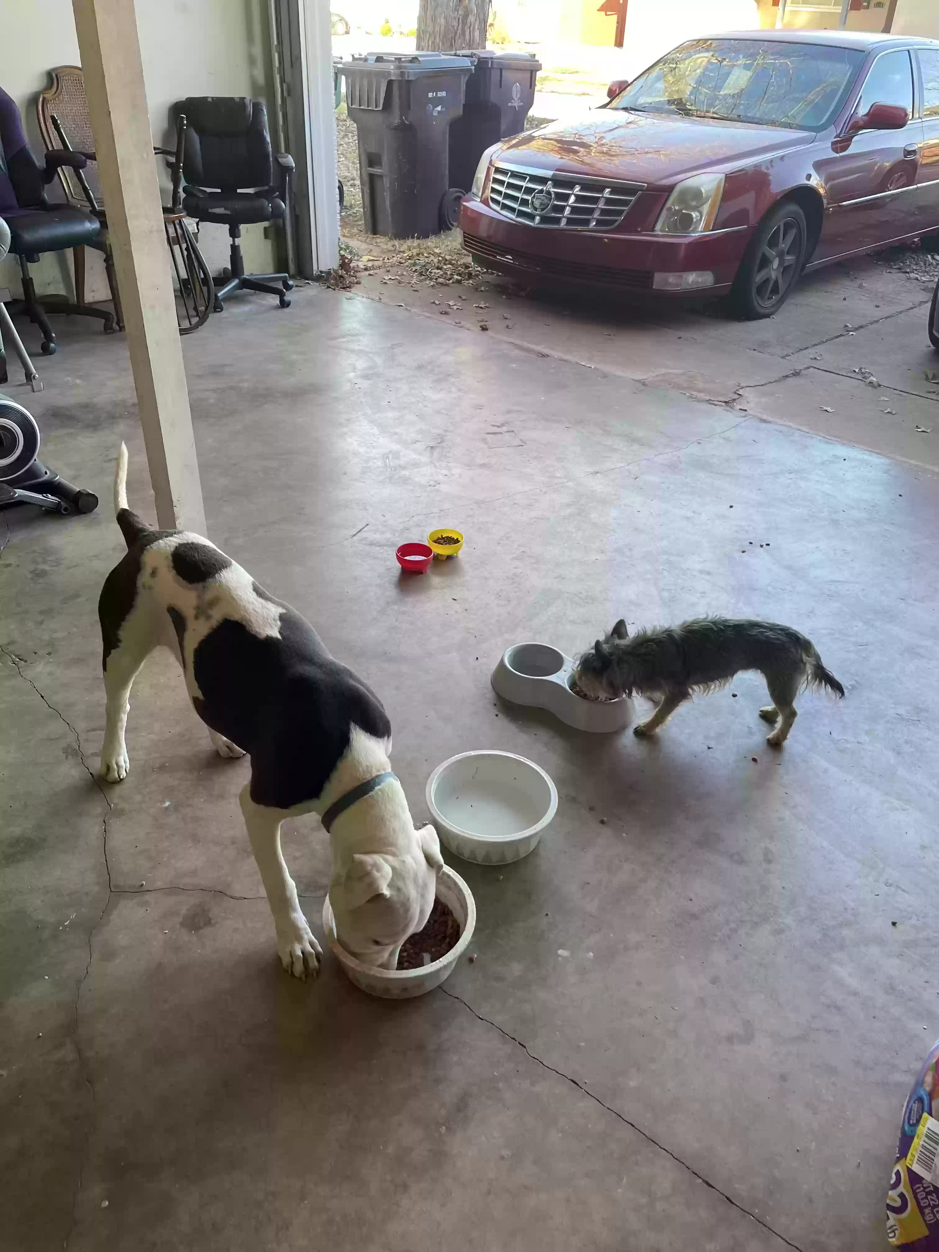 Lost dog in Oklahoma City, OK, 73122