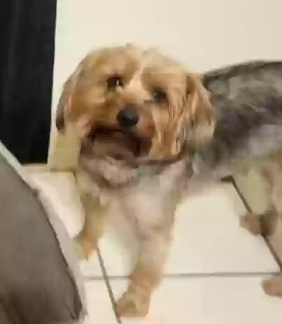 Lost dog in Donna, TX, 78537